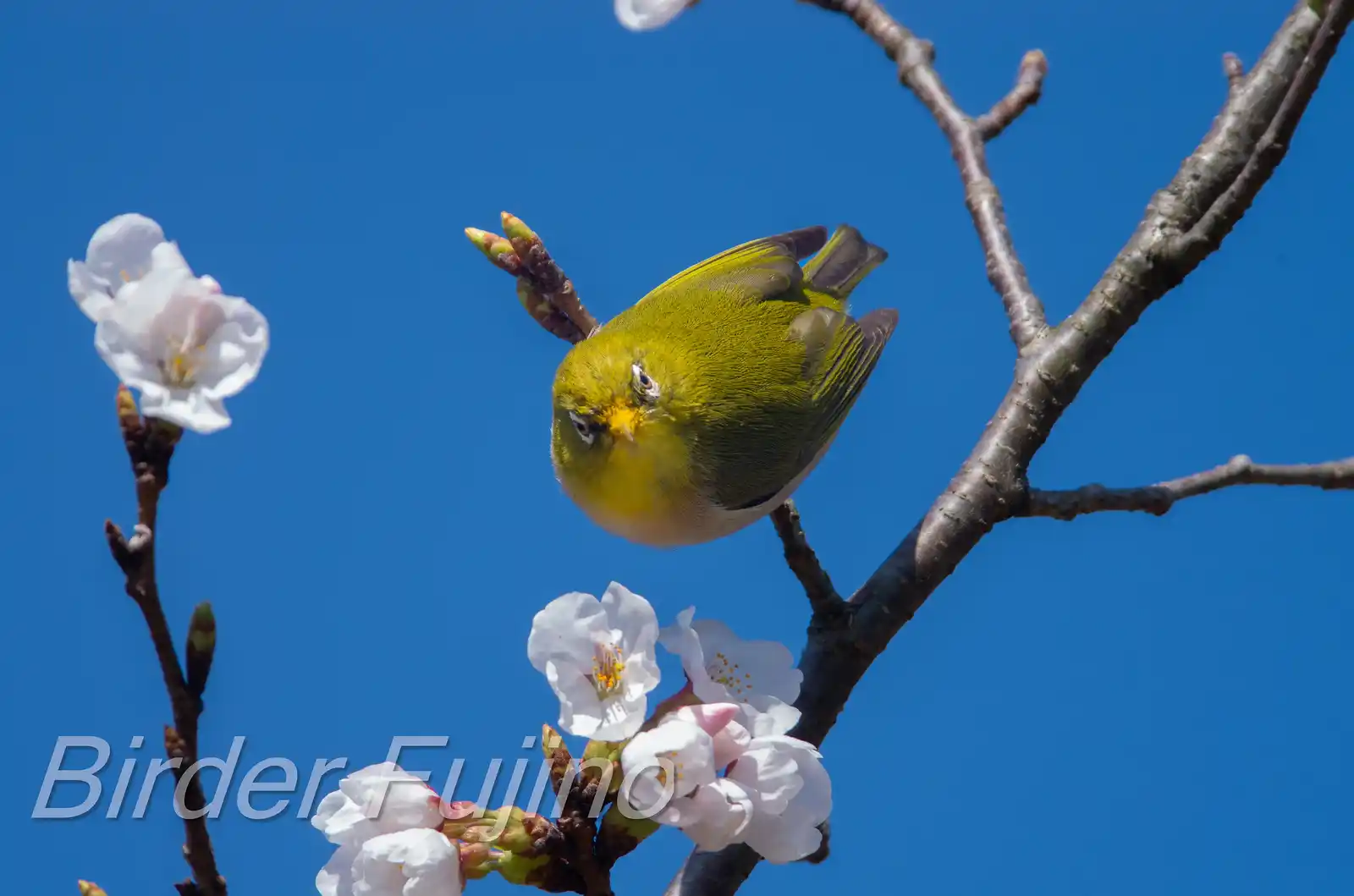 野鳥画像・桜の花とメジロの写真