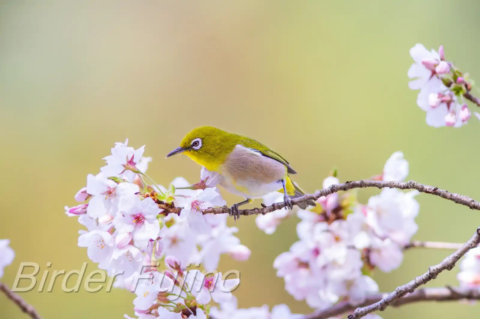 野鳥画像・桜の花とメジロの写真