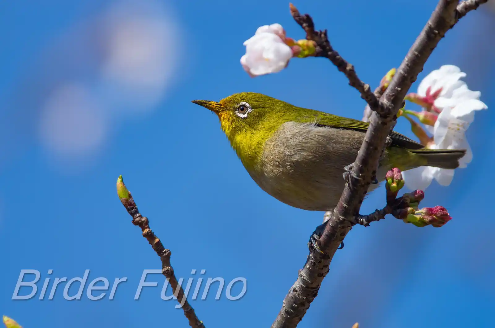 野鳥画像・桜の花とメジロの写真