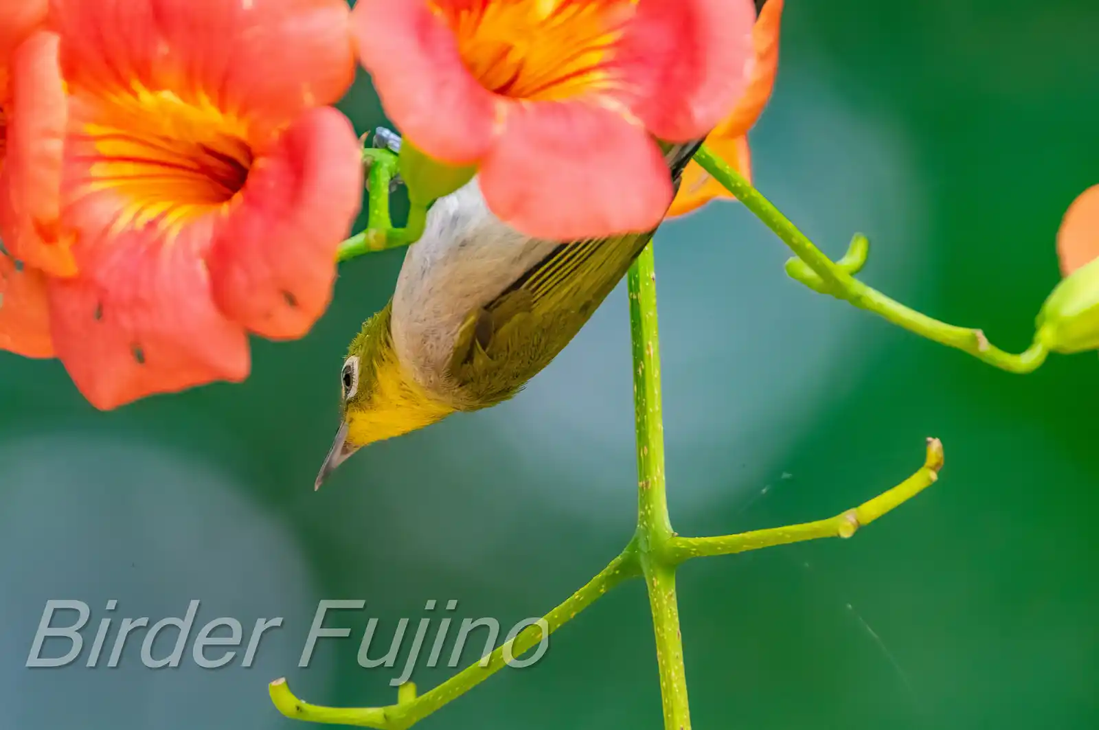 野鳥画像・ノウゼンカズラとメジロの写真