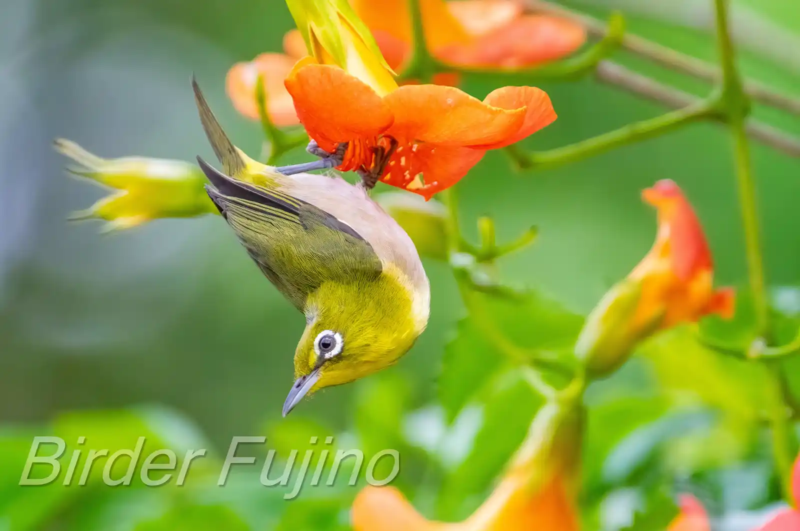 野鳥画像・ノウゼンカズラとメジロの写真