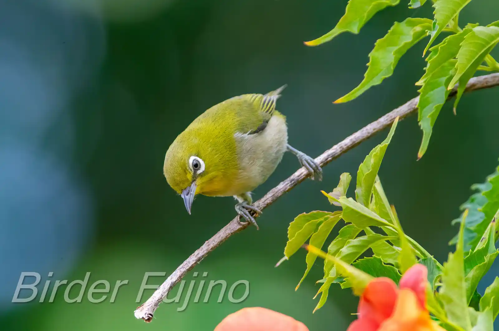 野鳥画像・ノウゼンカズラとメジロの写真