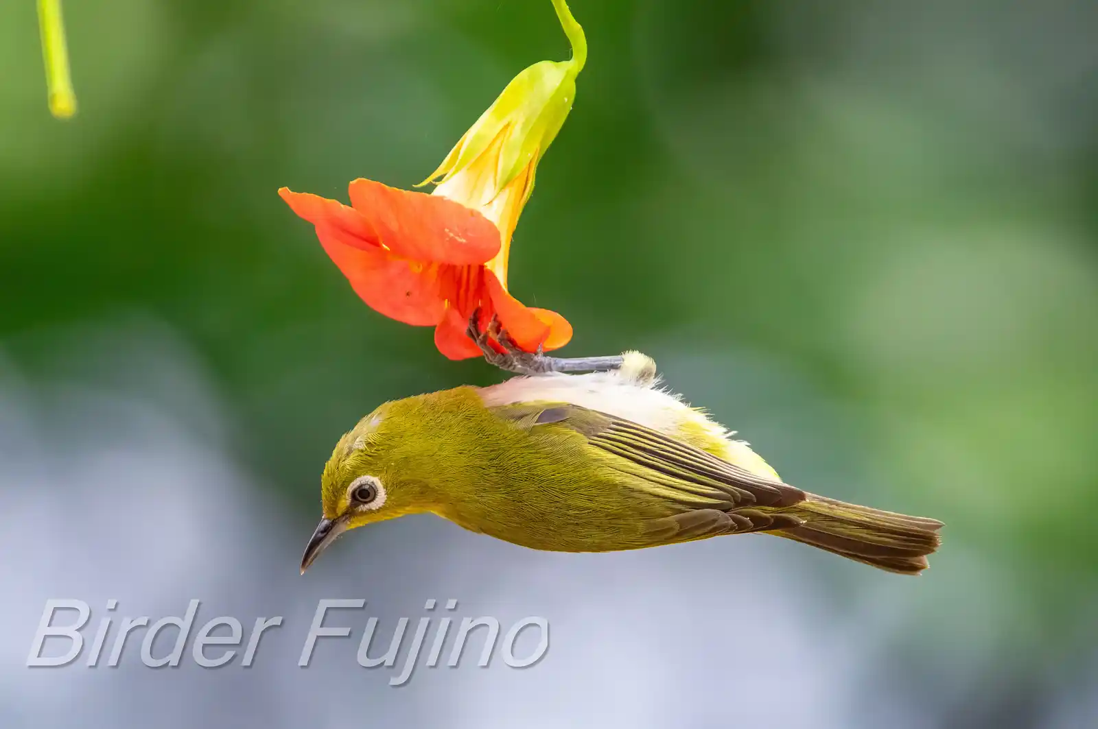 野鳥画像・ノウゼンカズラとメジロの写真