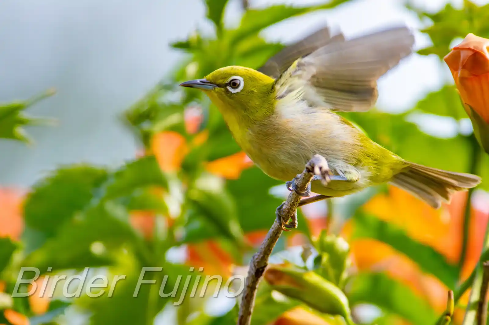 野鳥画像・ノウゼンカズラとメジロの写真