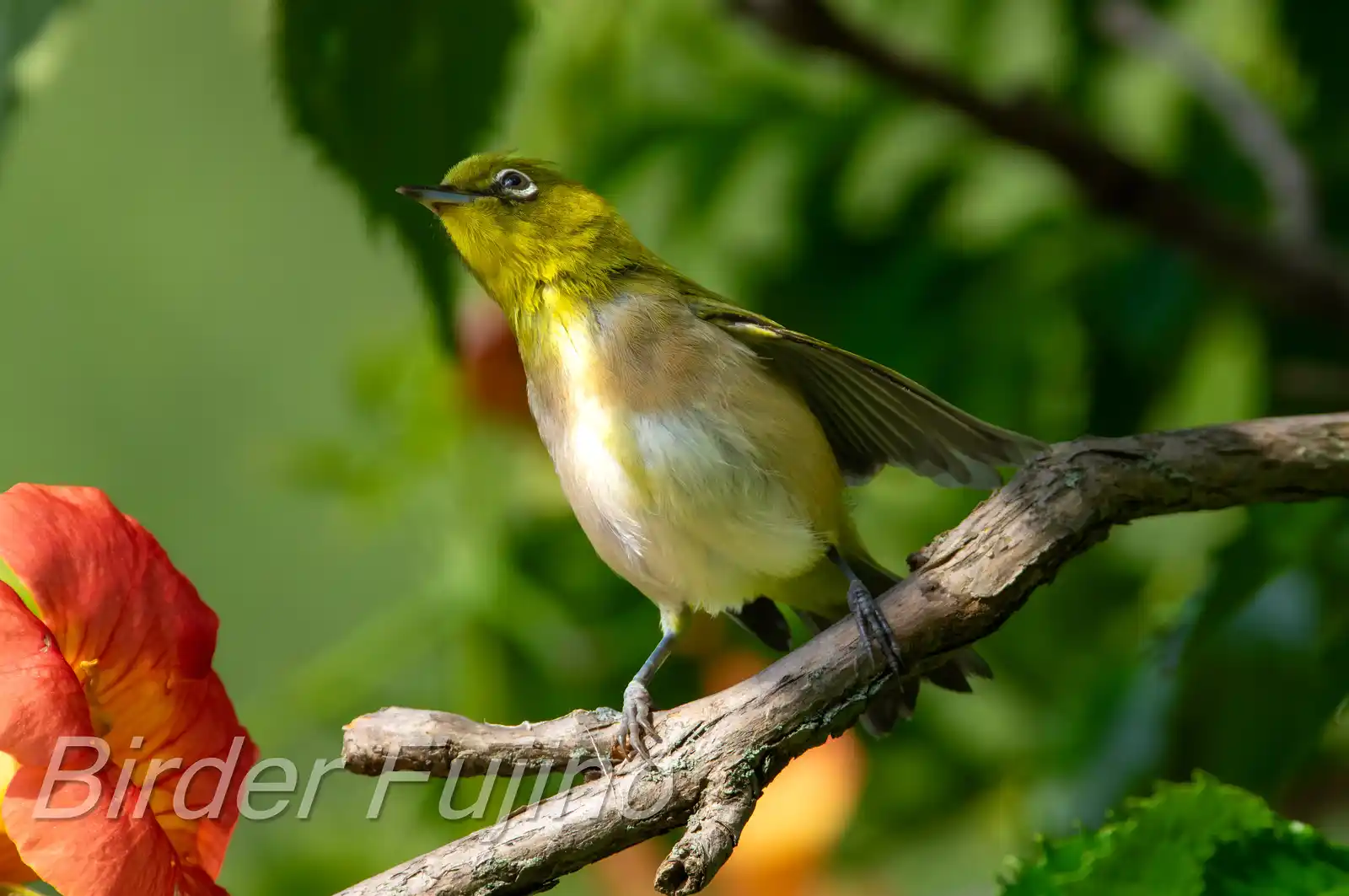 野鳥画像・ノウゼンカズラとメジロの写真