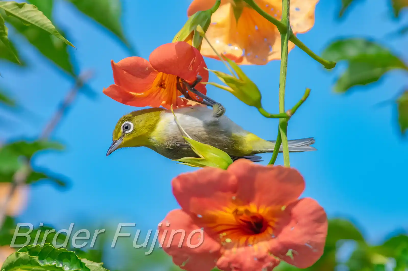 野鳥画像・ノウゼンカズラとメジロの写真