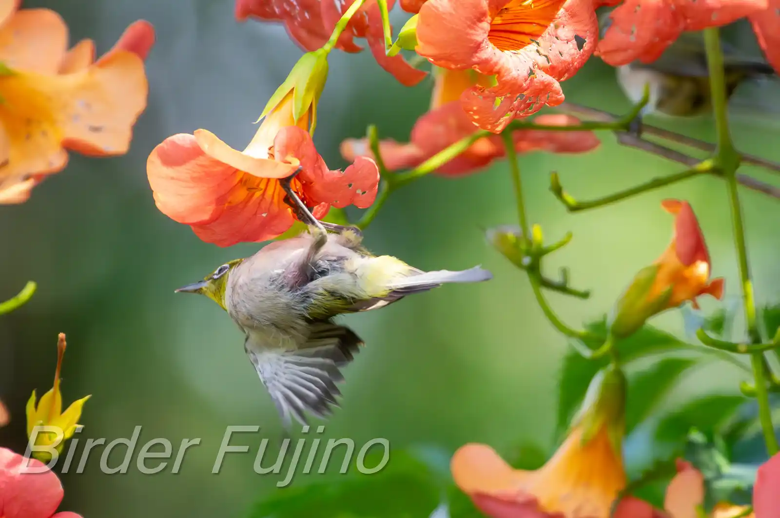 野鳥画像・ノウゼンカズラとメジロの写真