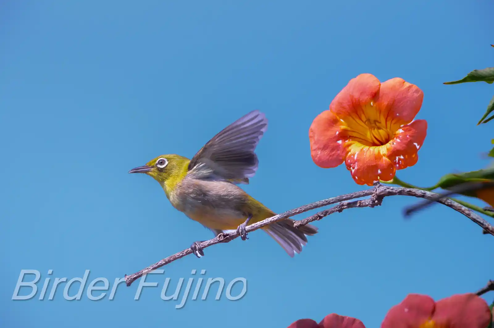 野鳥画像・ノウゼンカズラとメジロの写真