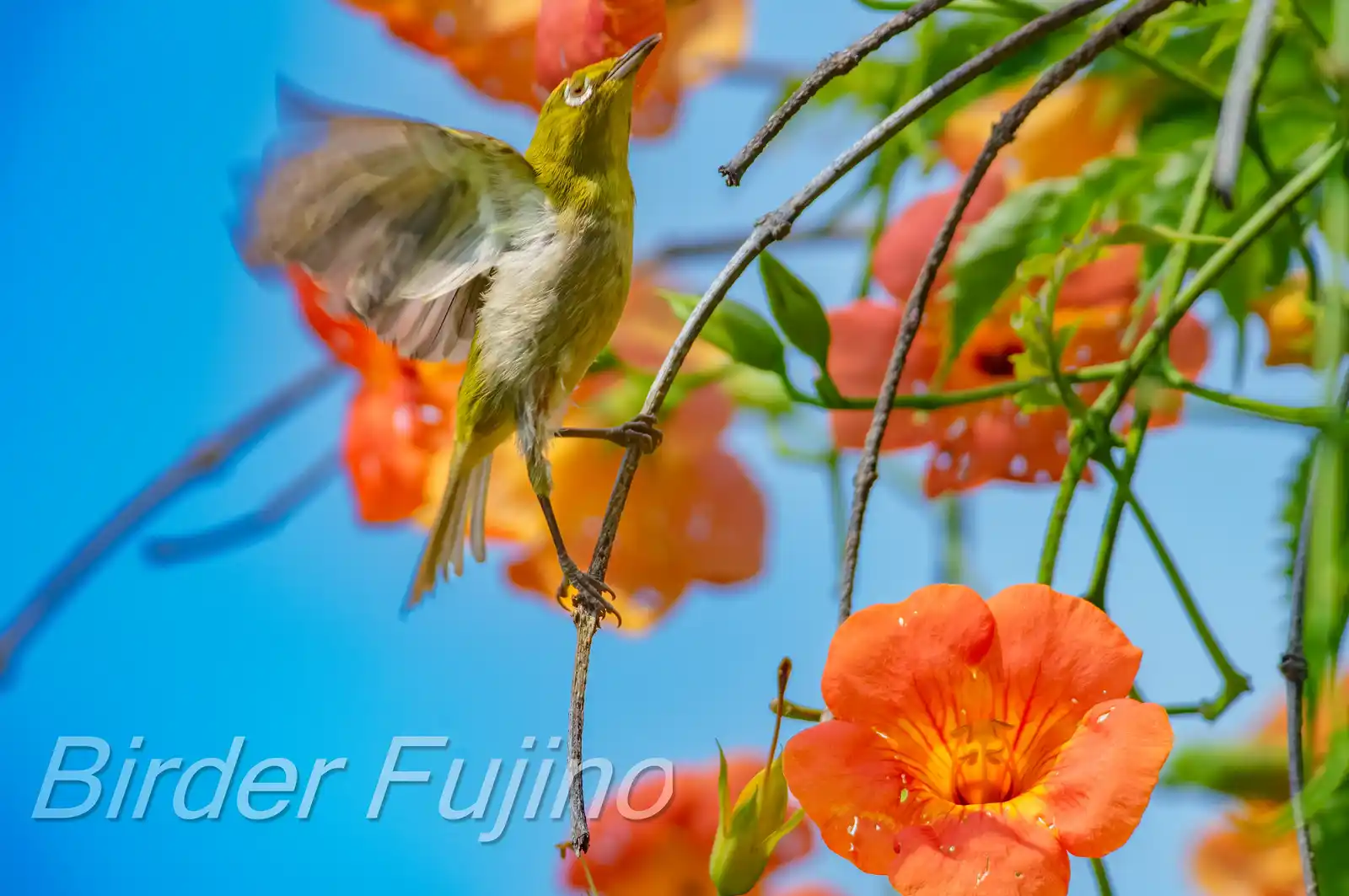 野鳥画像・ノウゼンカズラとメジロの写真