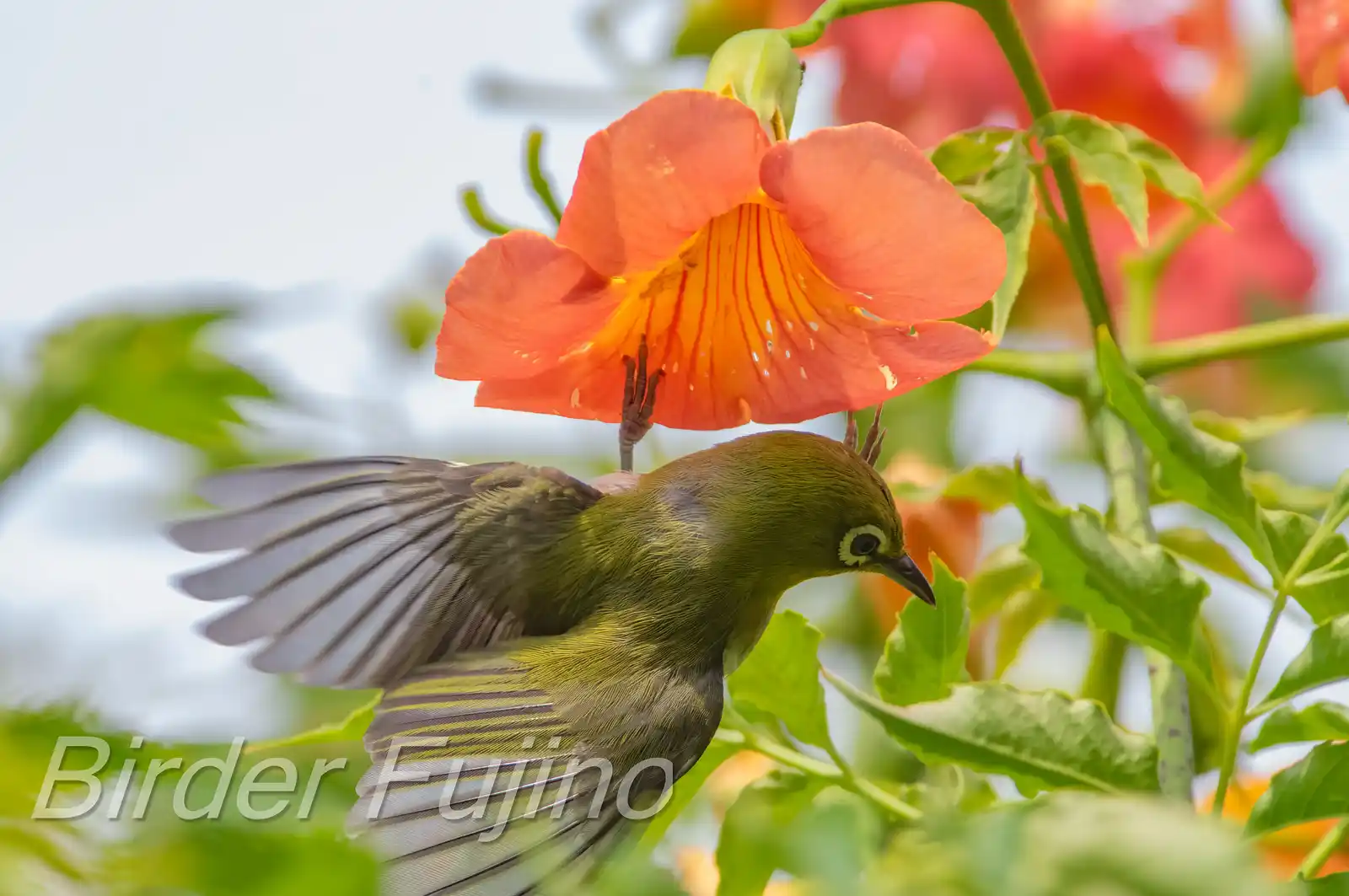 野鳥画像・ノウゼンカズラとメジロの写真