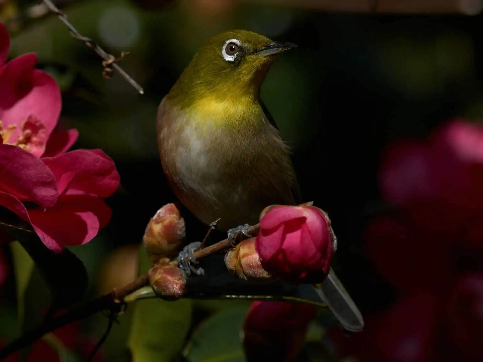 野鳥画像・サザンカとメジロの高解像写真