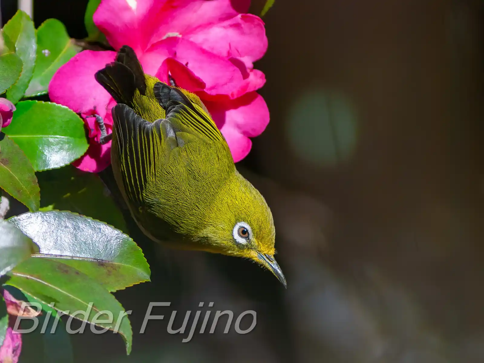 野鳥画像・サザンカとメジロの高解像写真