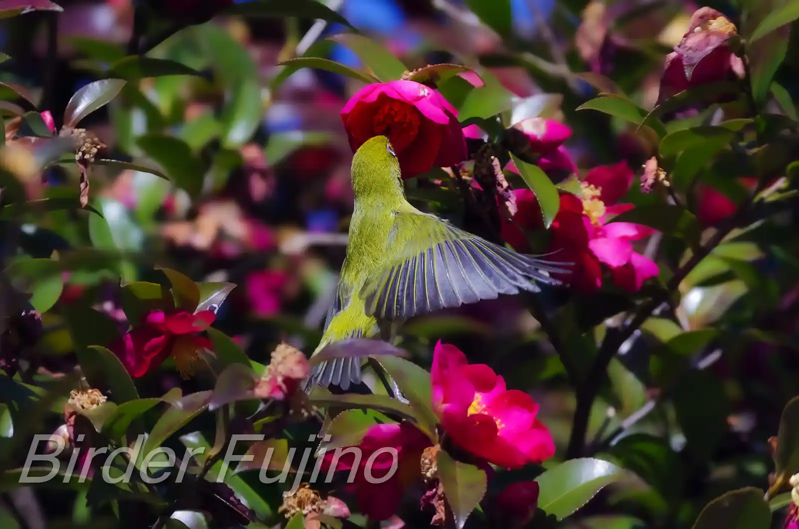 野鳥画像・サザンカとメジロの飛翔写真