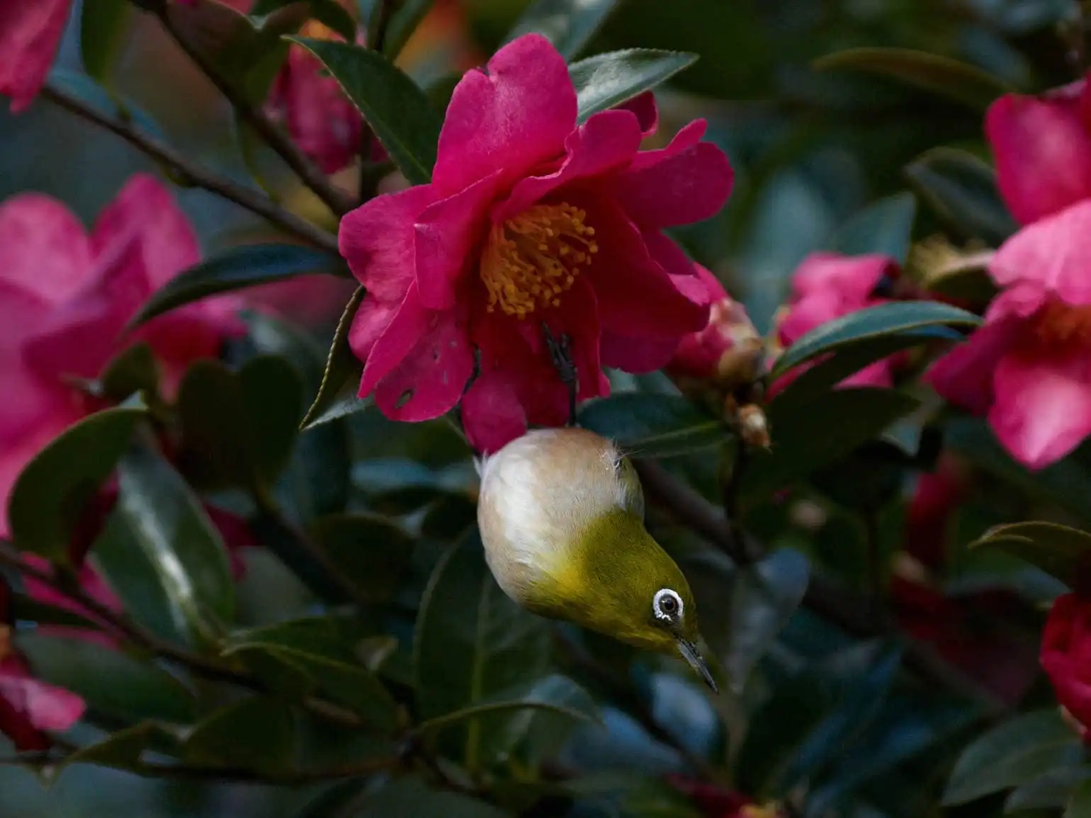 野鳥画像・サザンカとメジロの写真