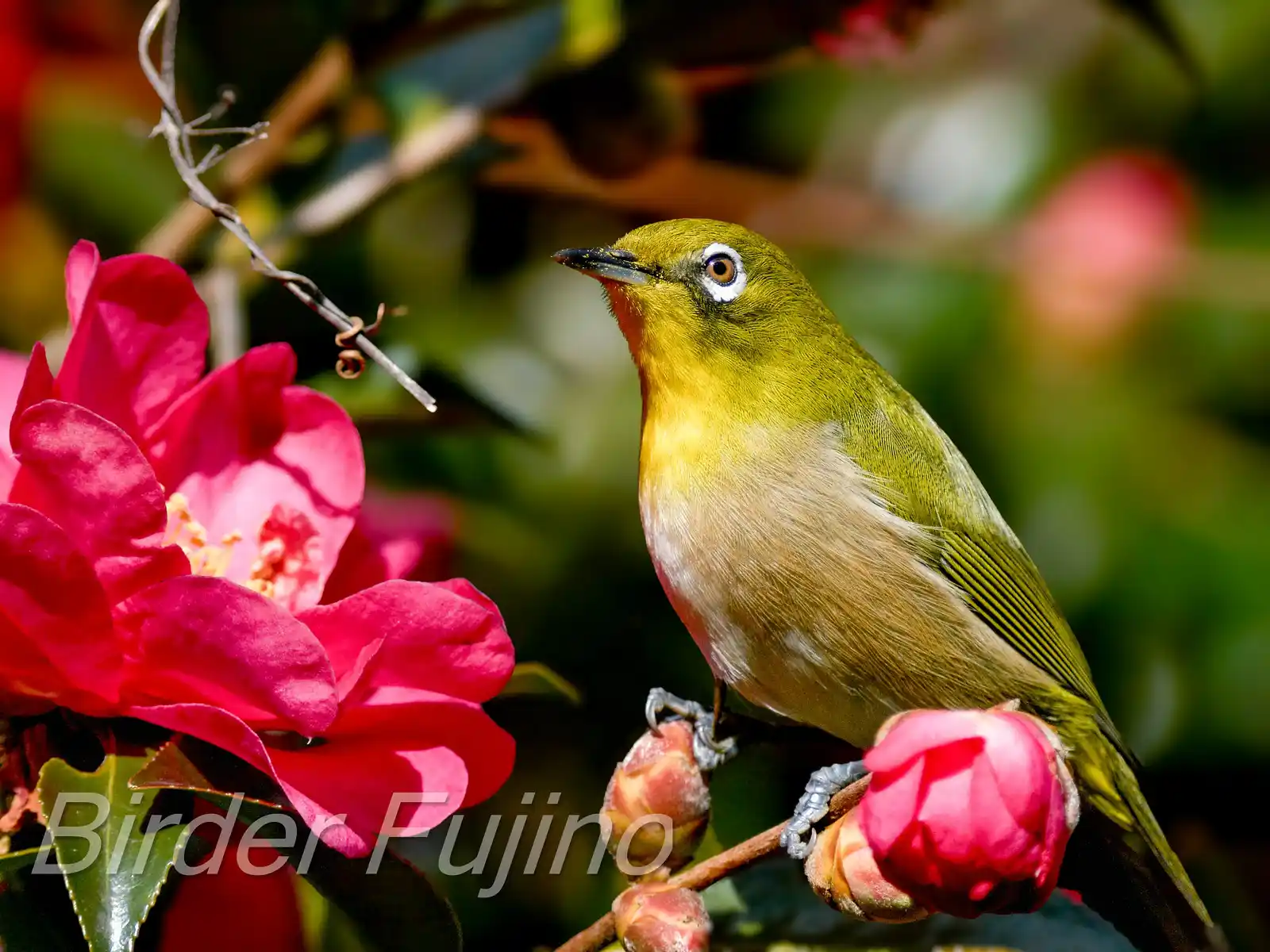 野鳥画像・サザンカとメジロの高解像ドアップ写真