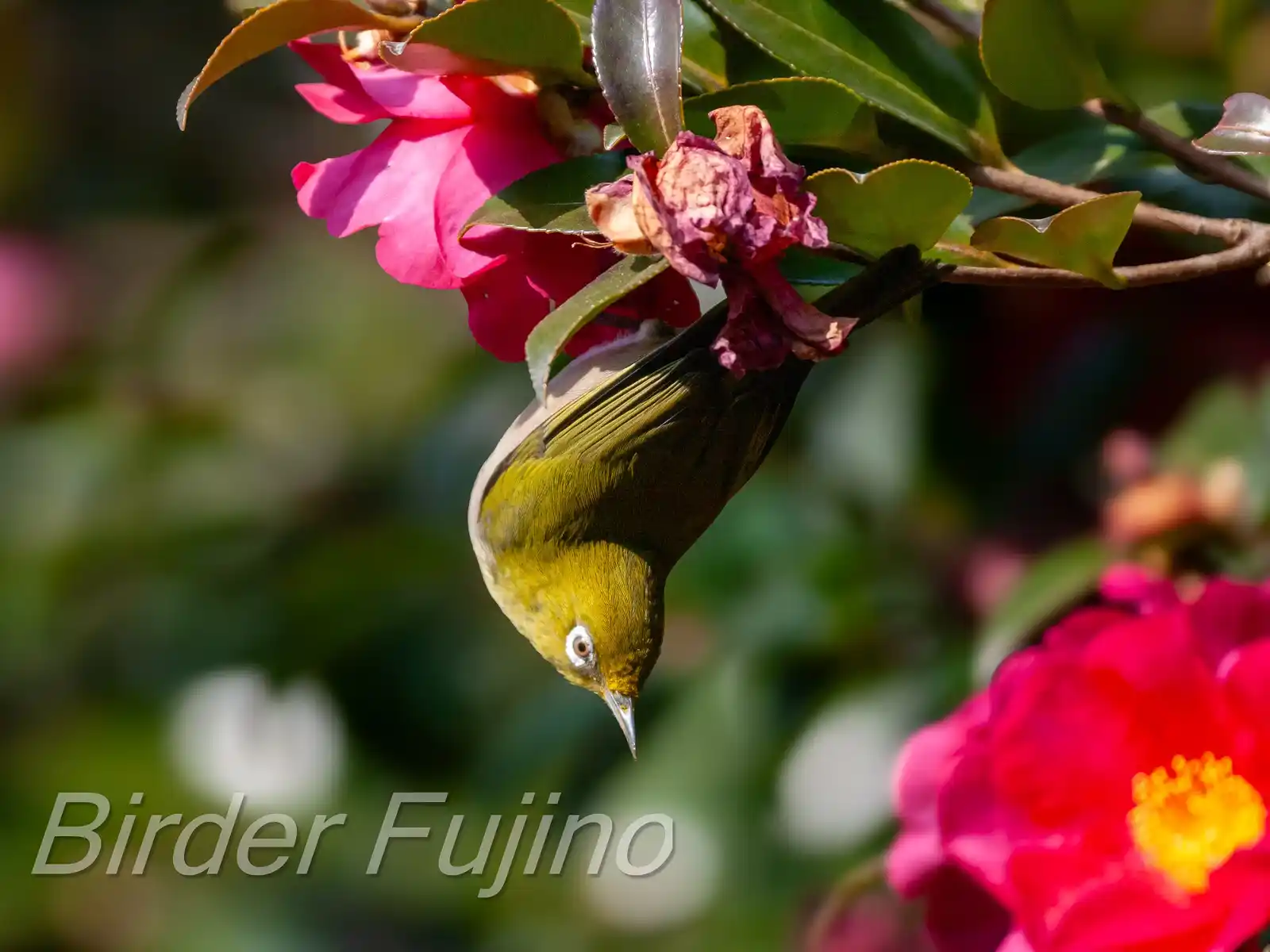 野鳥画像・サザンカとメジロの写真
