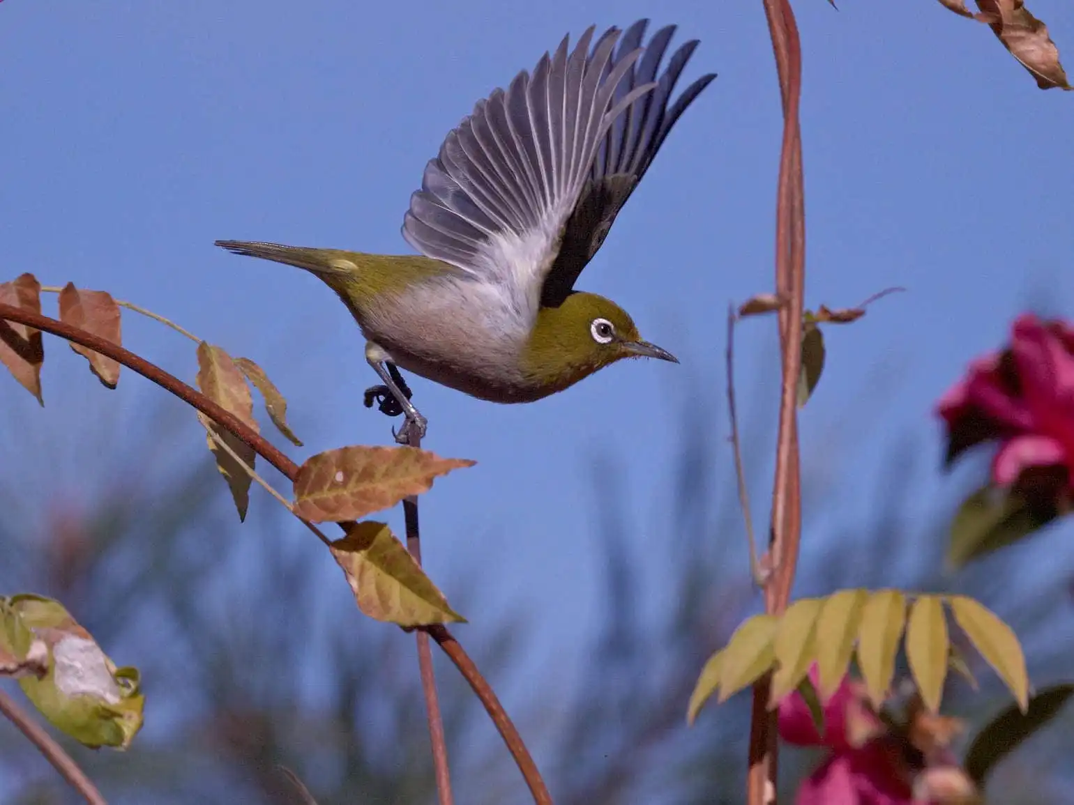 野鳥画像・サザンカとメジロの飛翔写真