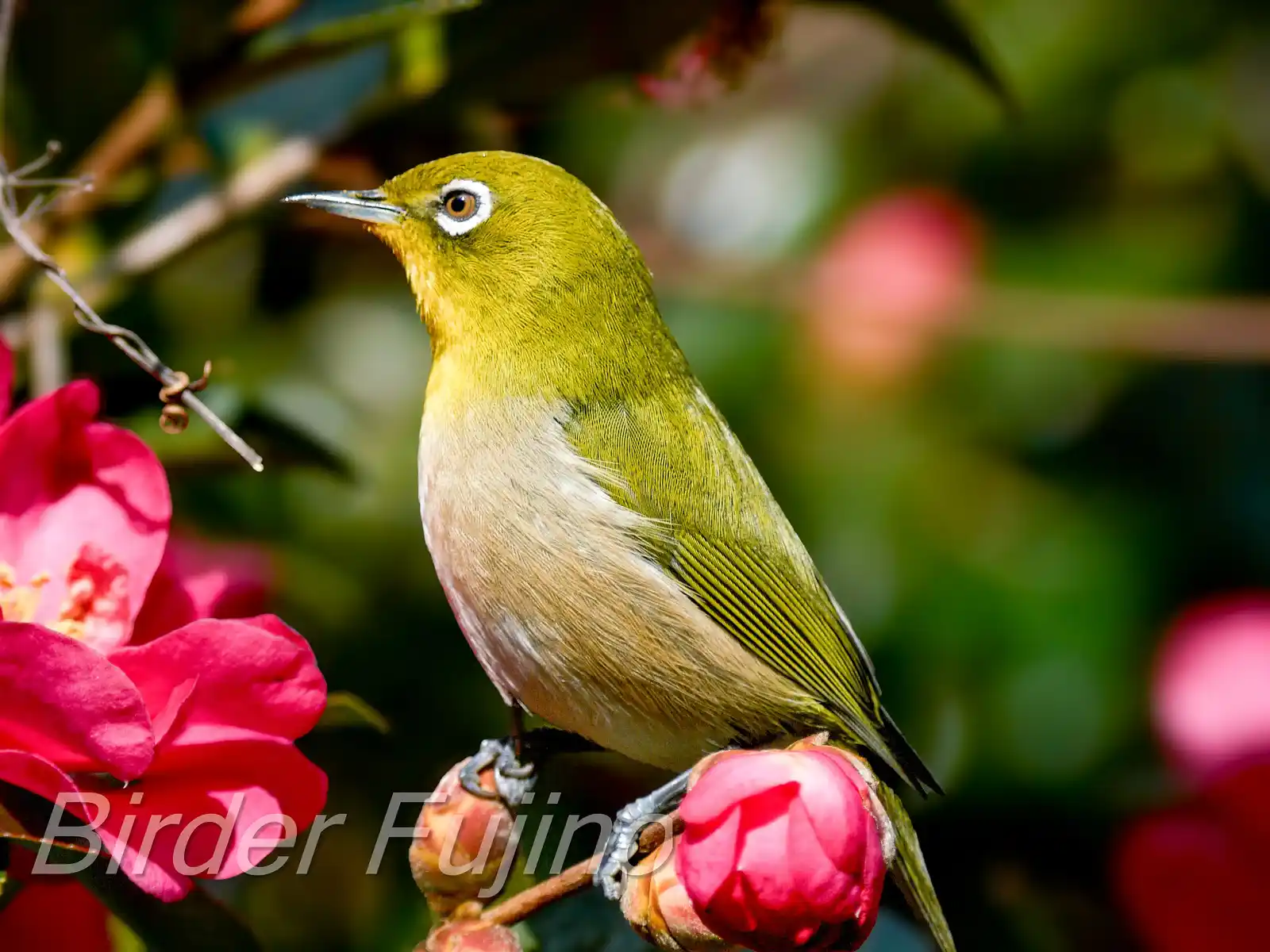 野鳥画像・サザンカとメジロの高解像ドアップ写真