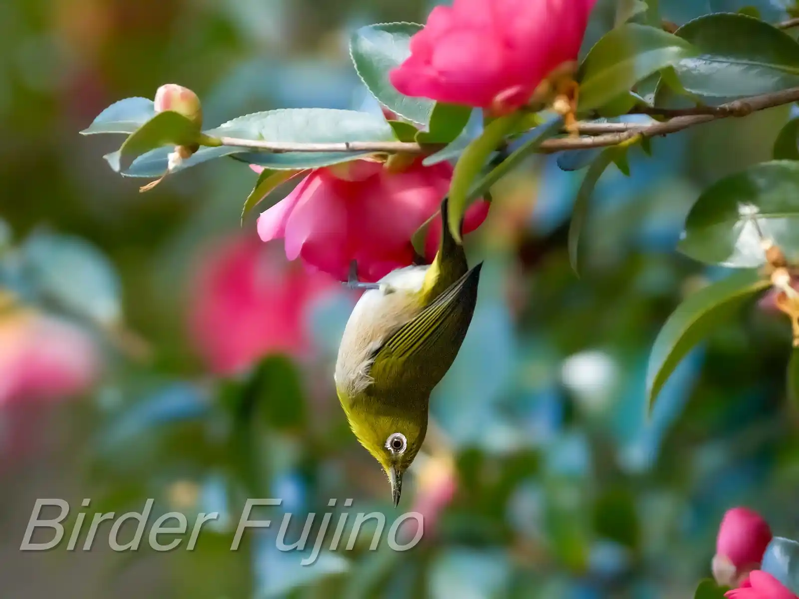 野鳥画像・サザンカとメジロの写真