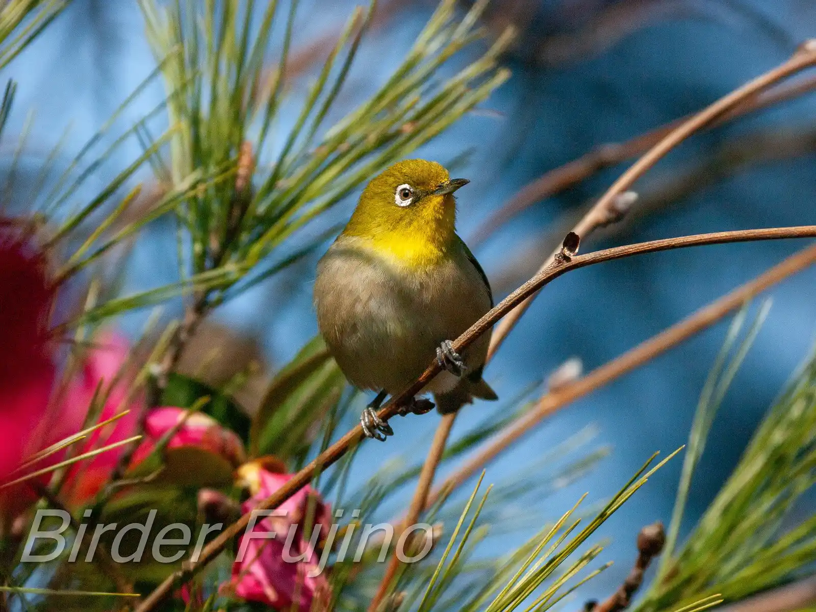 野鳥画像・サザンカとメジロの写真