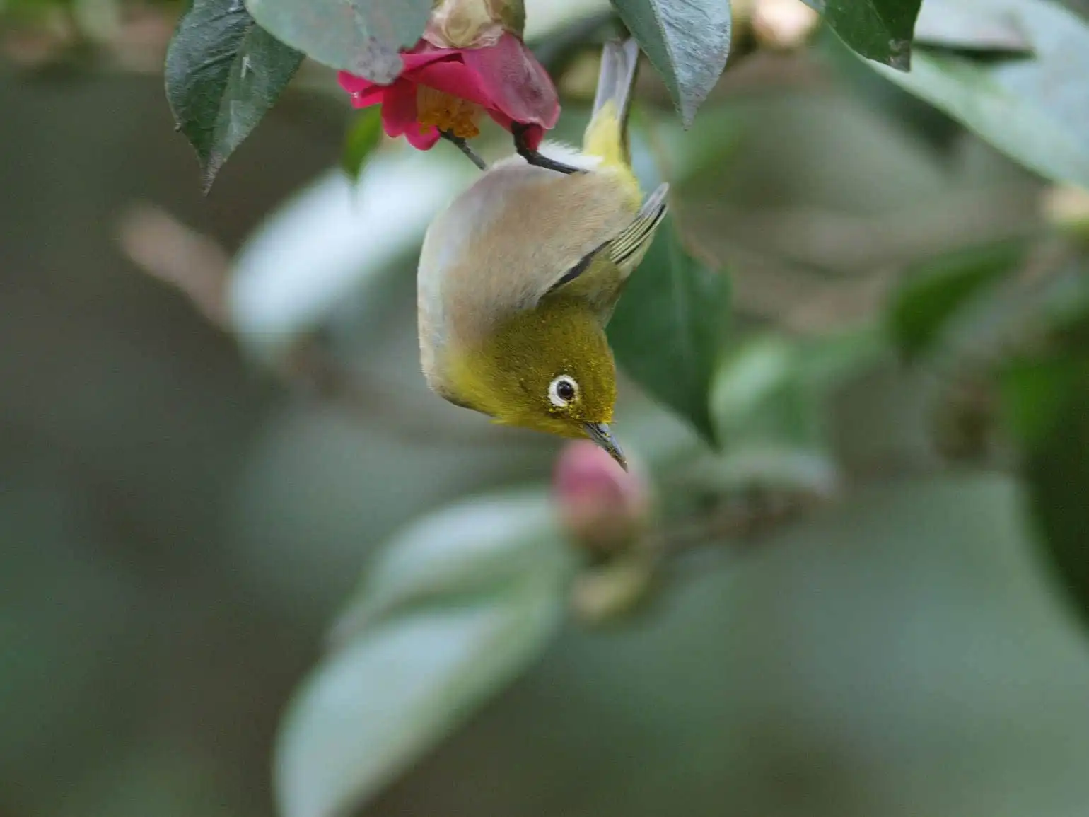野鳥画像・サザンカとメジロの写真