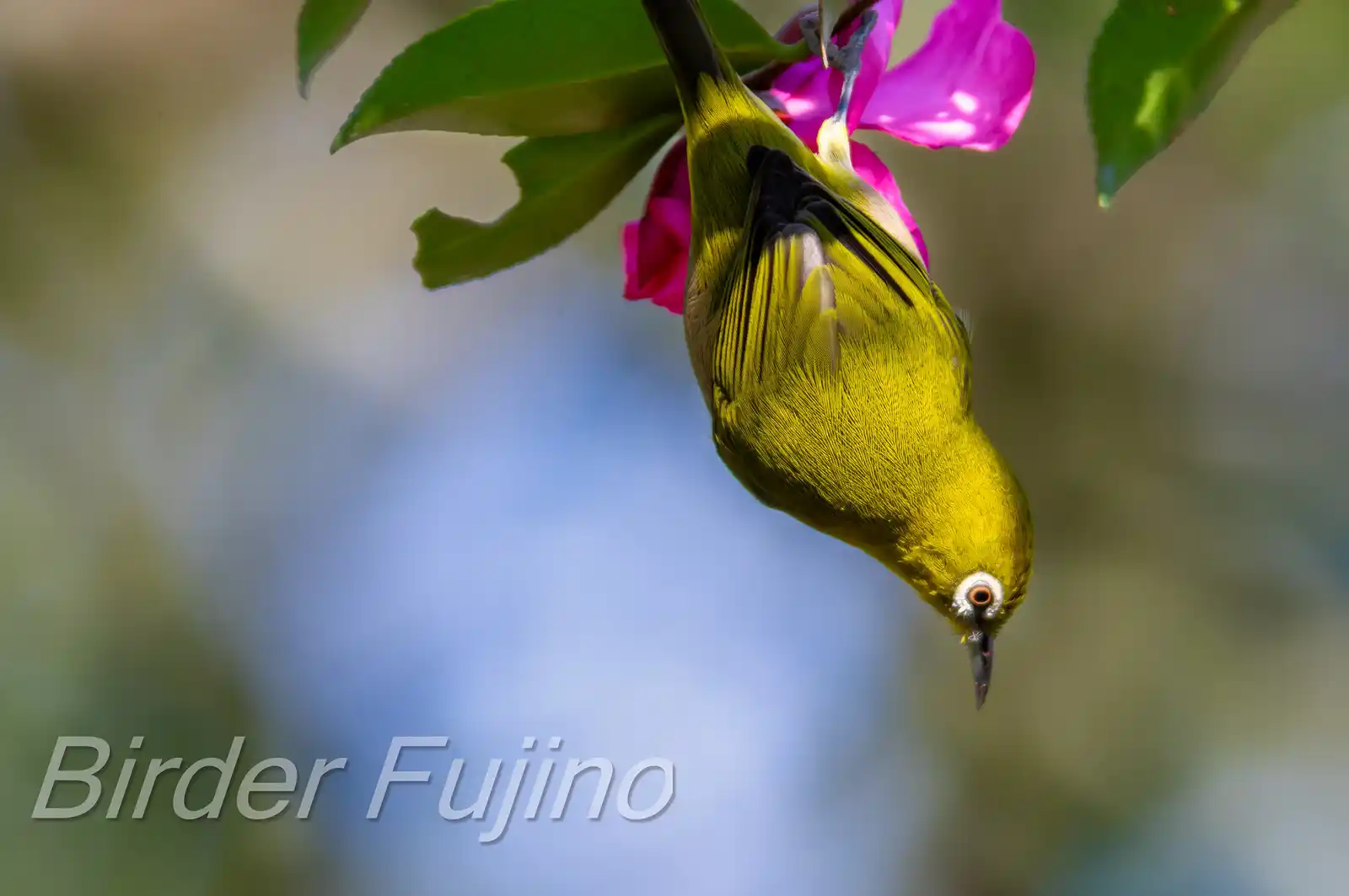 野鳥画像・サザンカとメジロの高解像写真