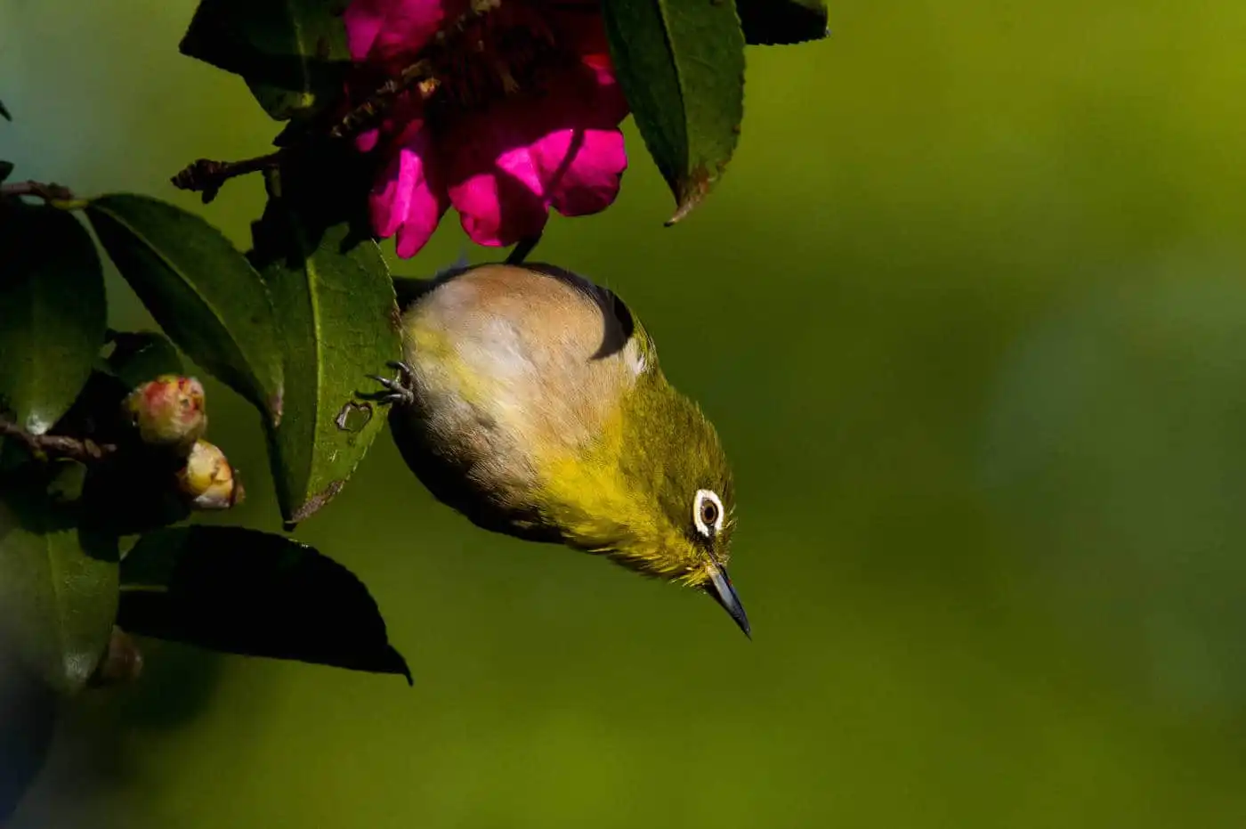 野鳥画像・サザンカとメジロの高解像写真