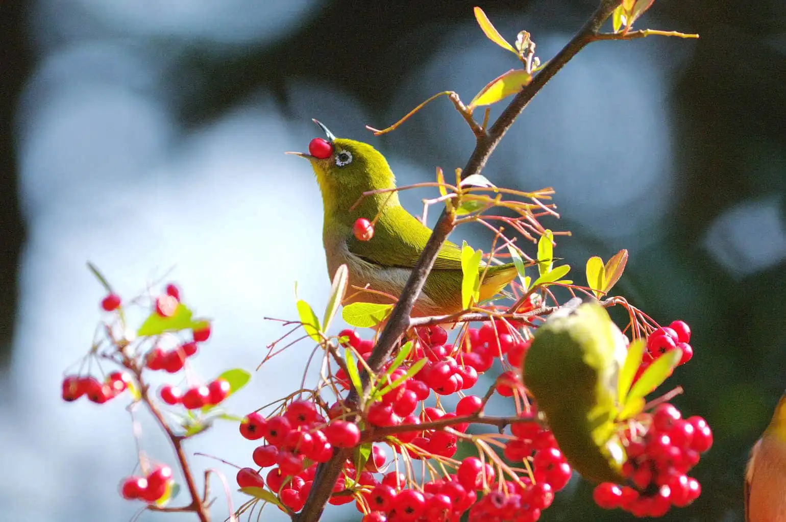 野鳥画像・木の実を食べるメジロの写真