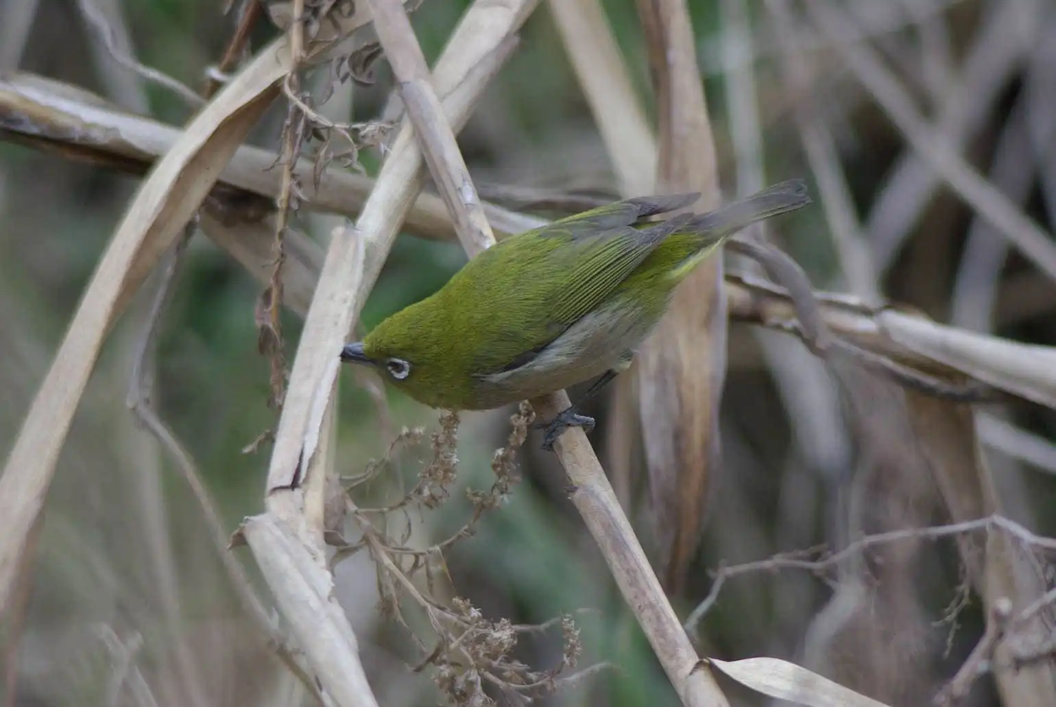 野鳥画像・小さな虫を食べるメジロの写真