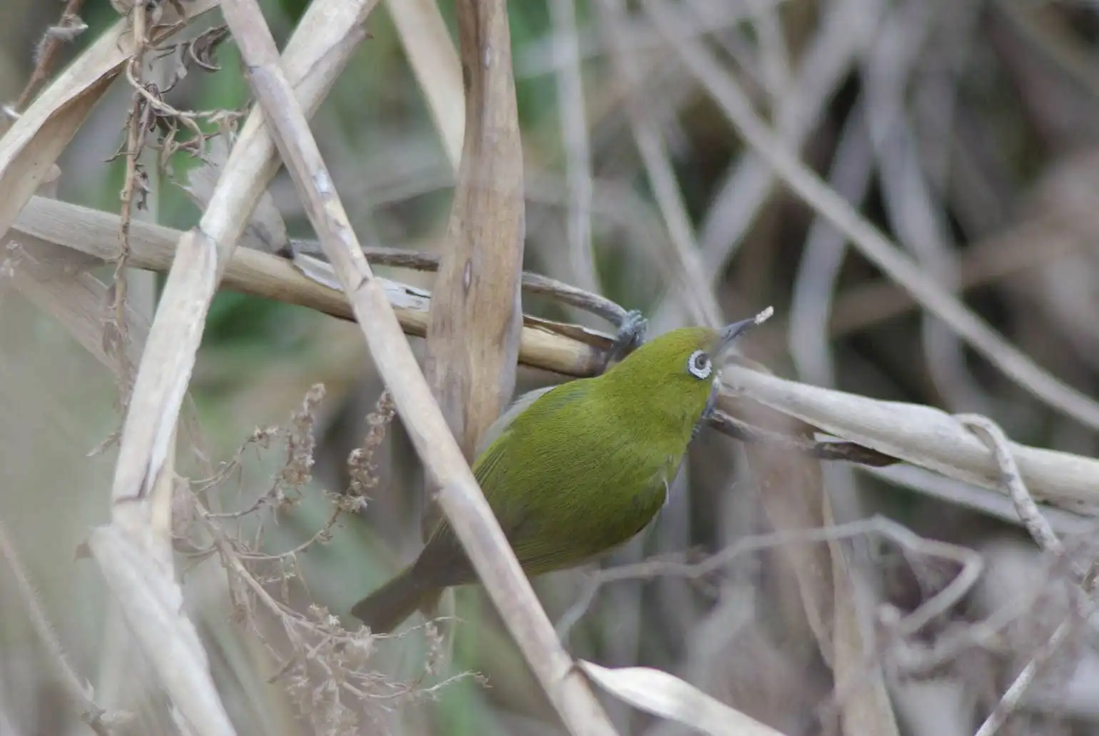 野鳥画像・小さな虫を食べるメジロの写真