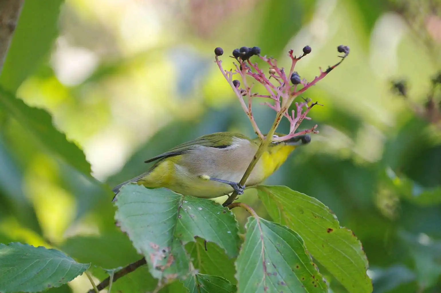 野鳥画像・木の実を食べるメジロの写真