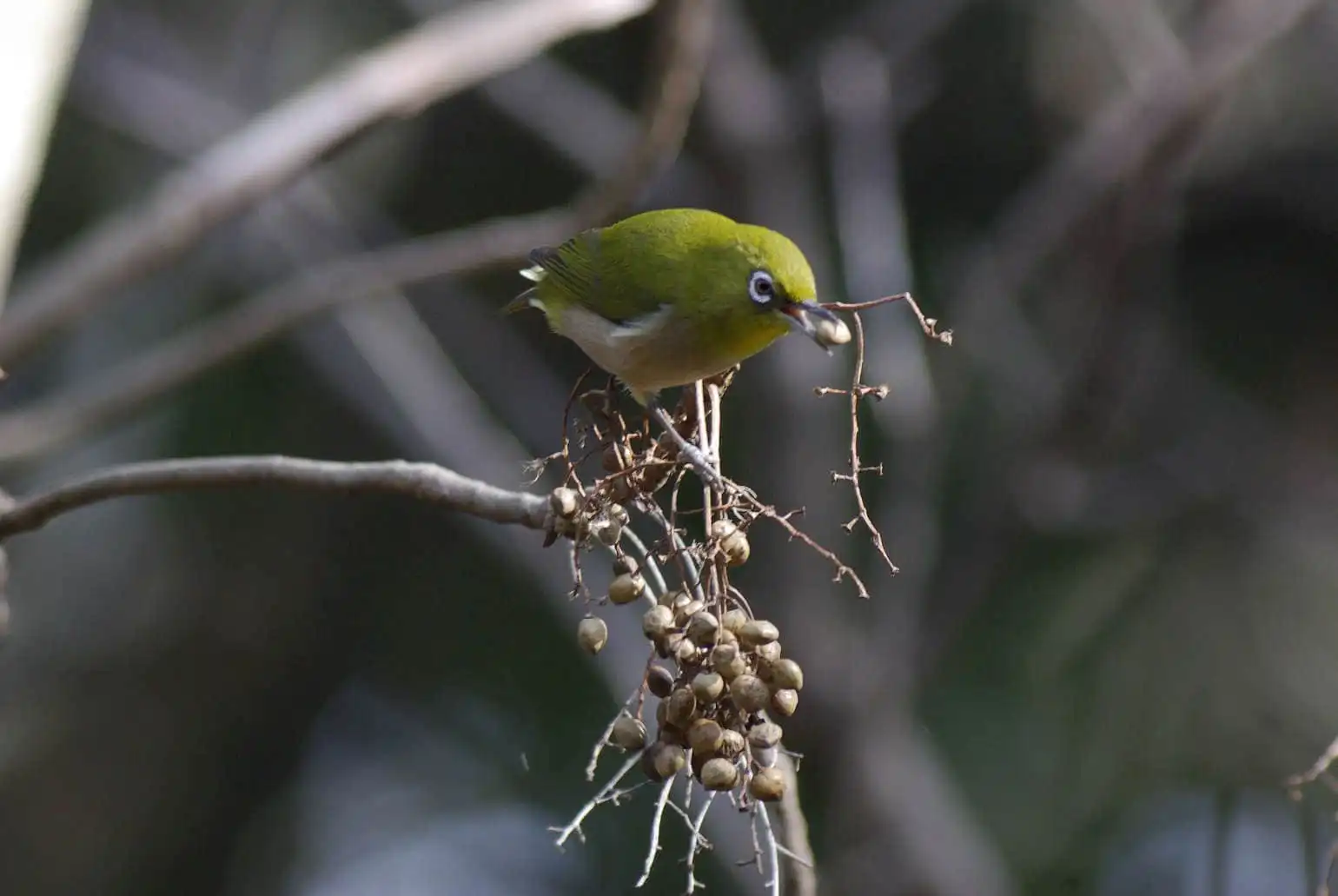 野鳥画像・木の実を食べるメジロの写真