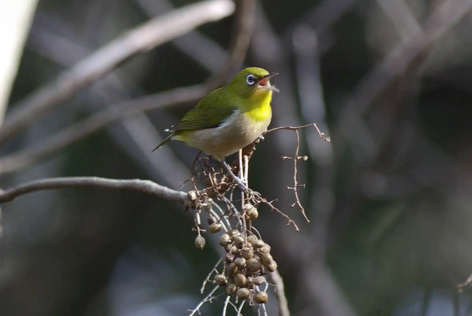 野鳥画像・木の実を食べるメジロの写真