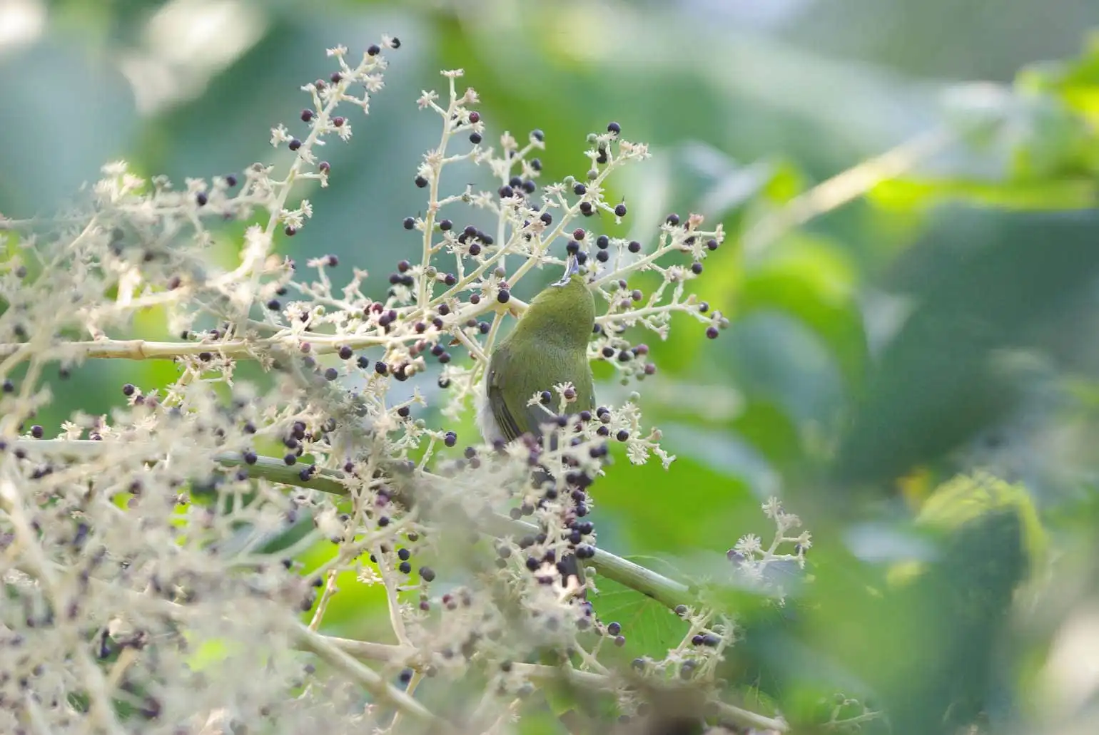 野鳥画像・木の実を食べるメジロの写真