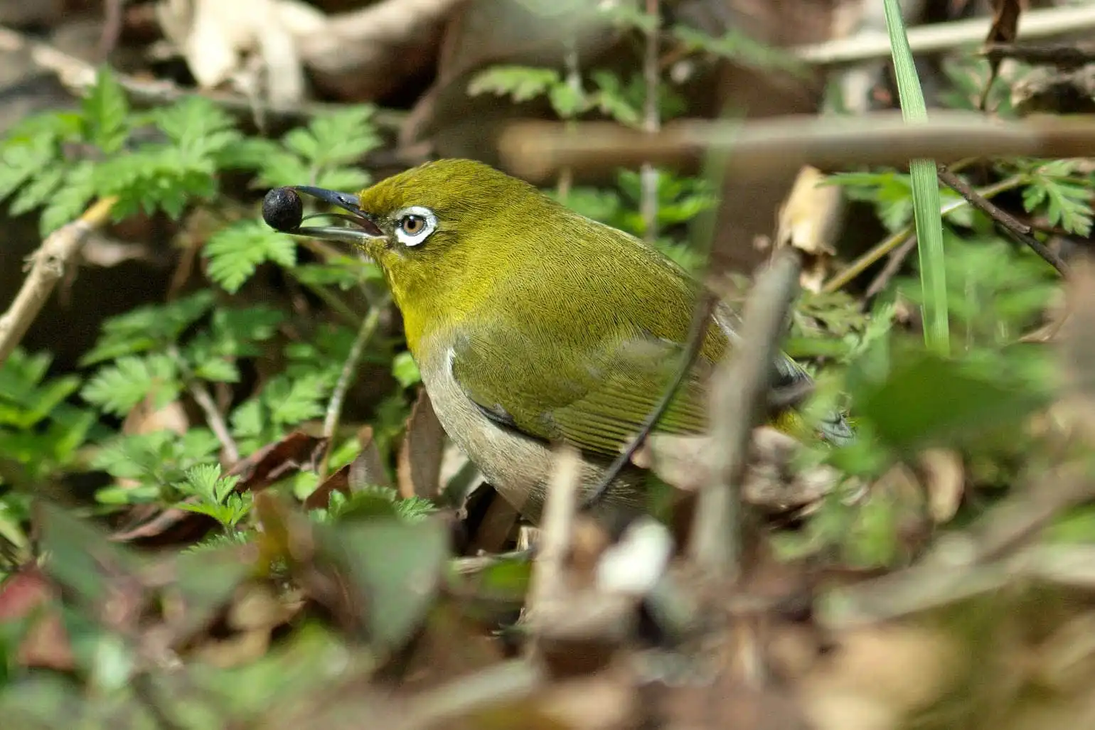 野鳥画像・木の実を食べるメジロの写真