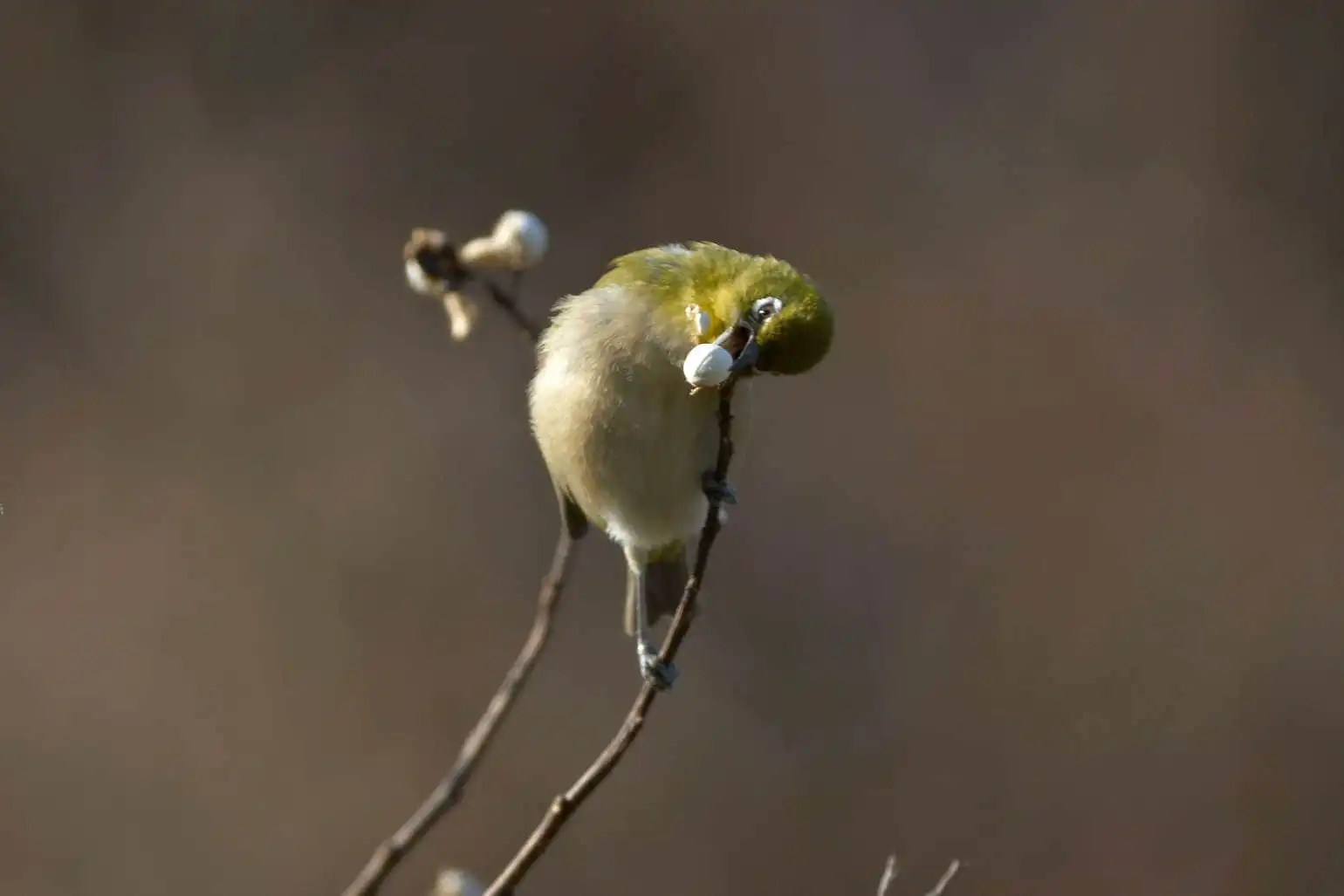 野鳥画像・木の実を食べるメジロの写真