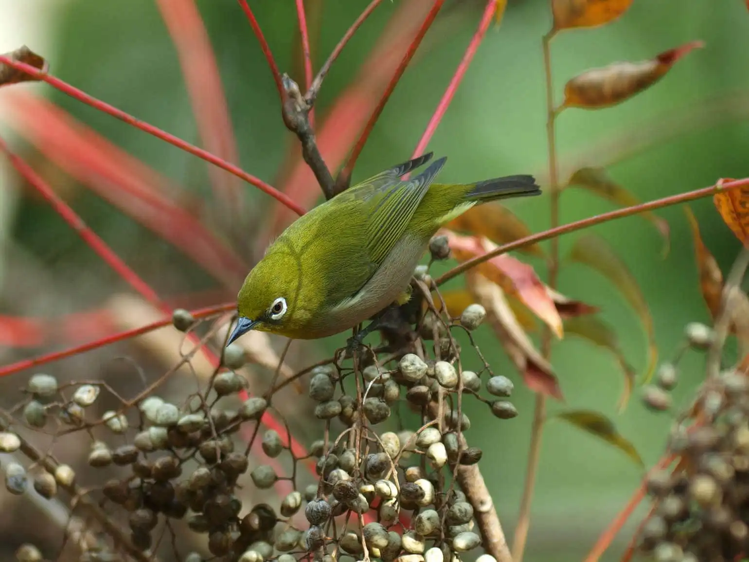 野鳥画像・木の実を食べるメジロの写真