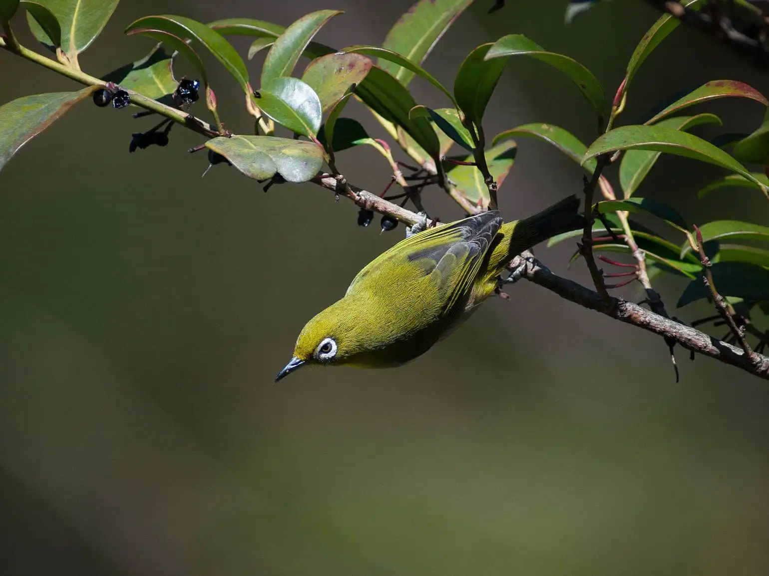 野鳥画像・木の実を食べるメジロの写真