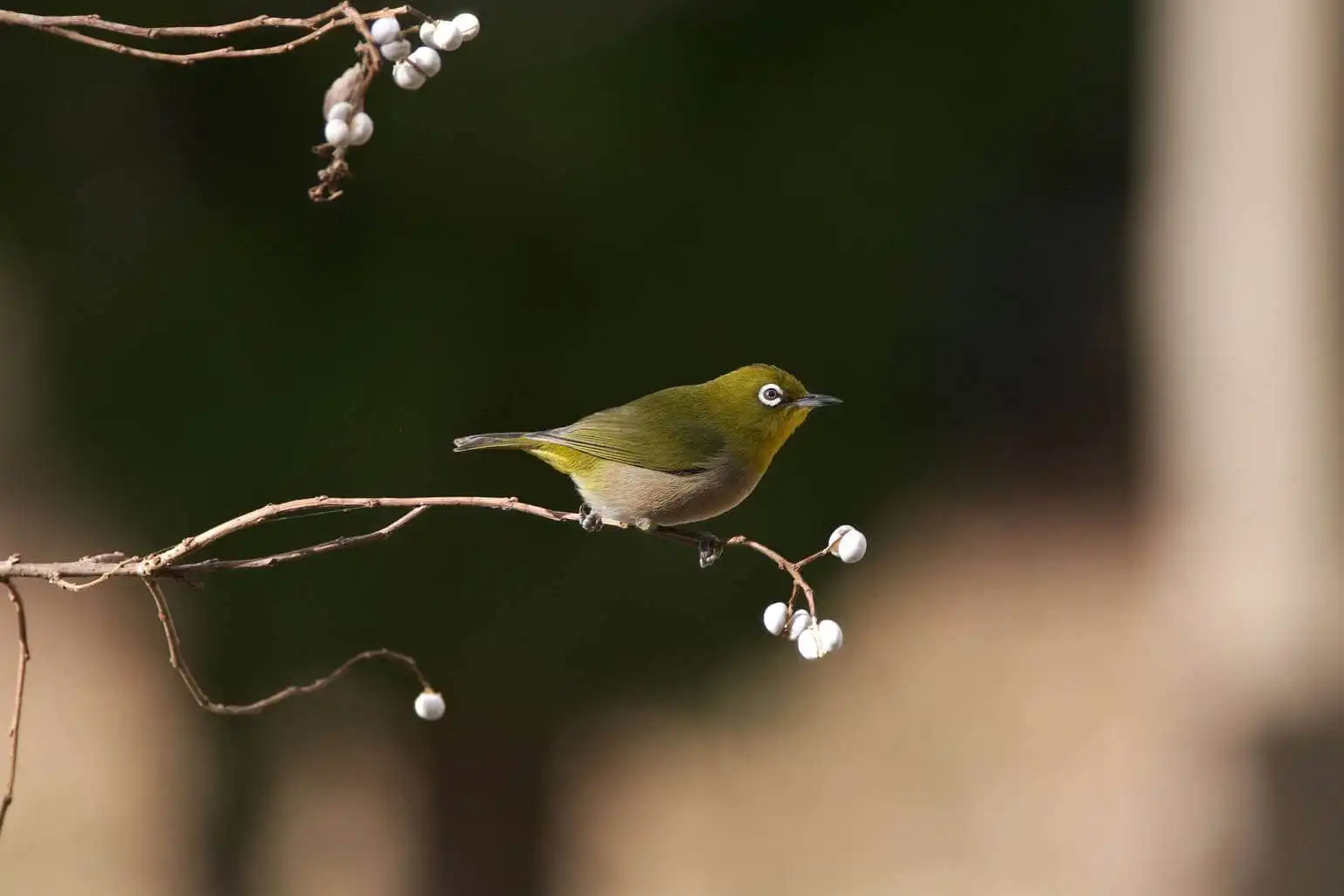 野鳥画像・木の実を食べるメジロの写真