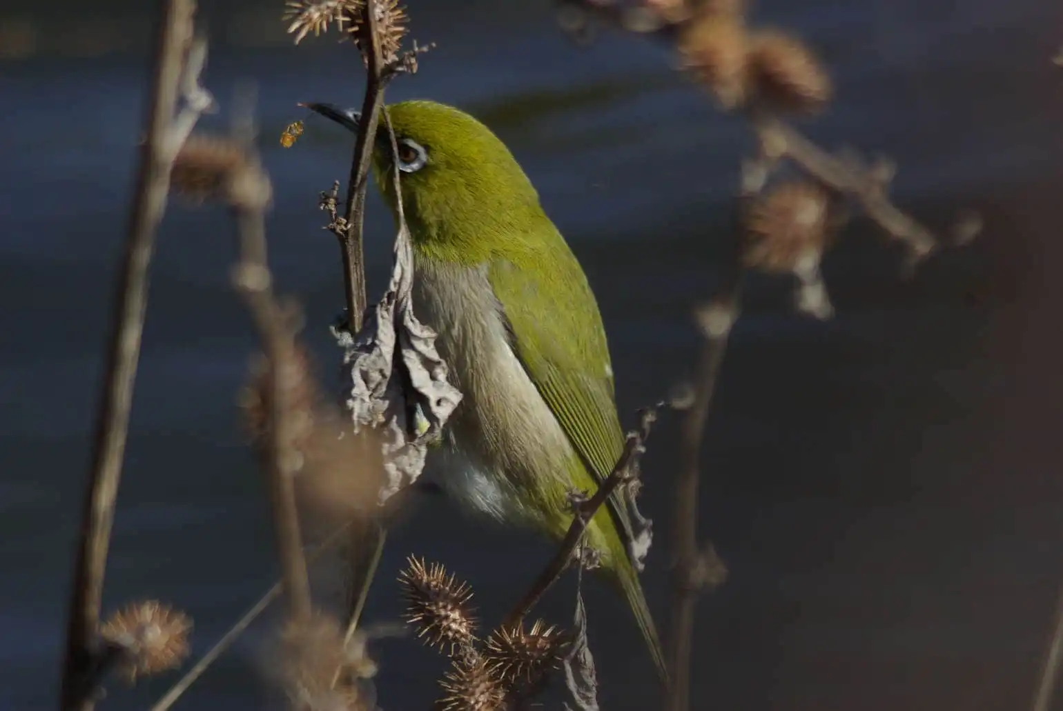 野鳥画像・小さな虫を食べるメジロの写真
