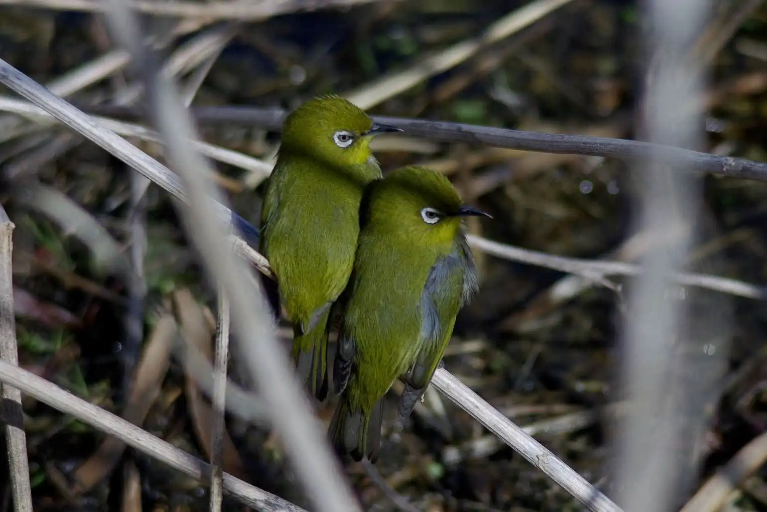 野鳥画像・目白押し、メジロの可愛い写真