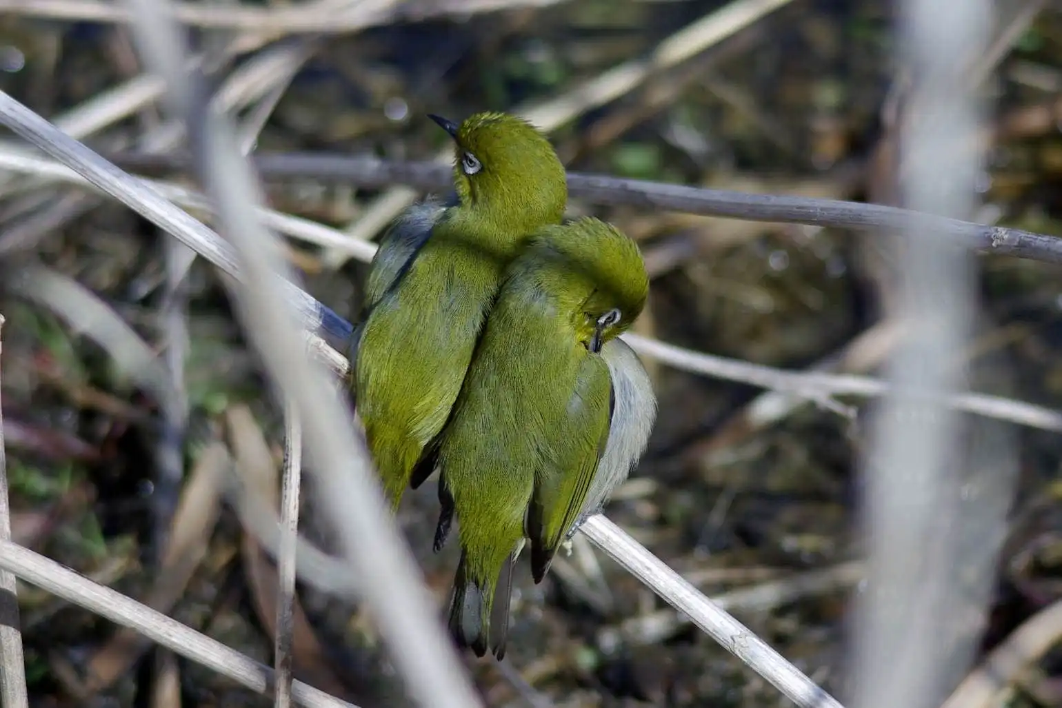 野鳥画像・目白押し、メジロの可愛い写真