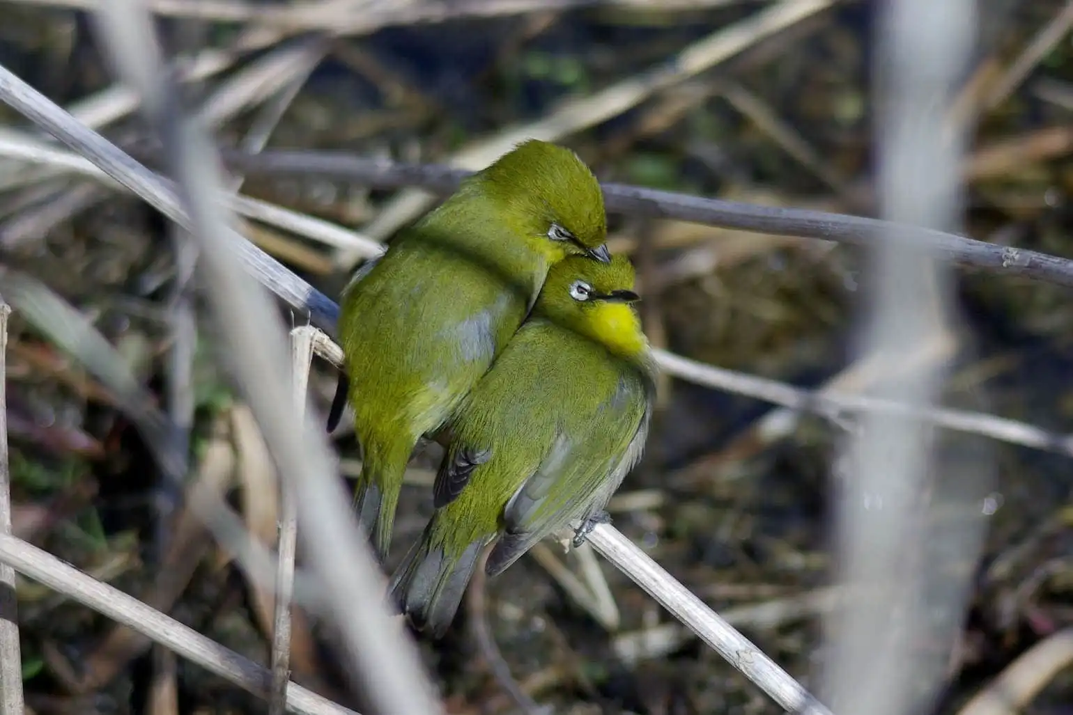 野鳥画像・目白押し、メジロの可愛い写真