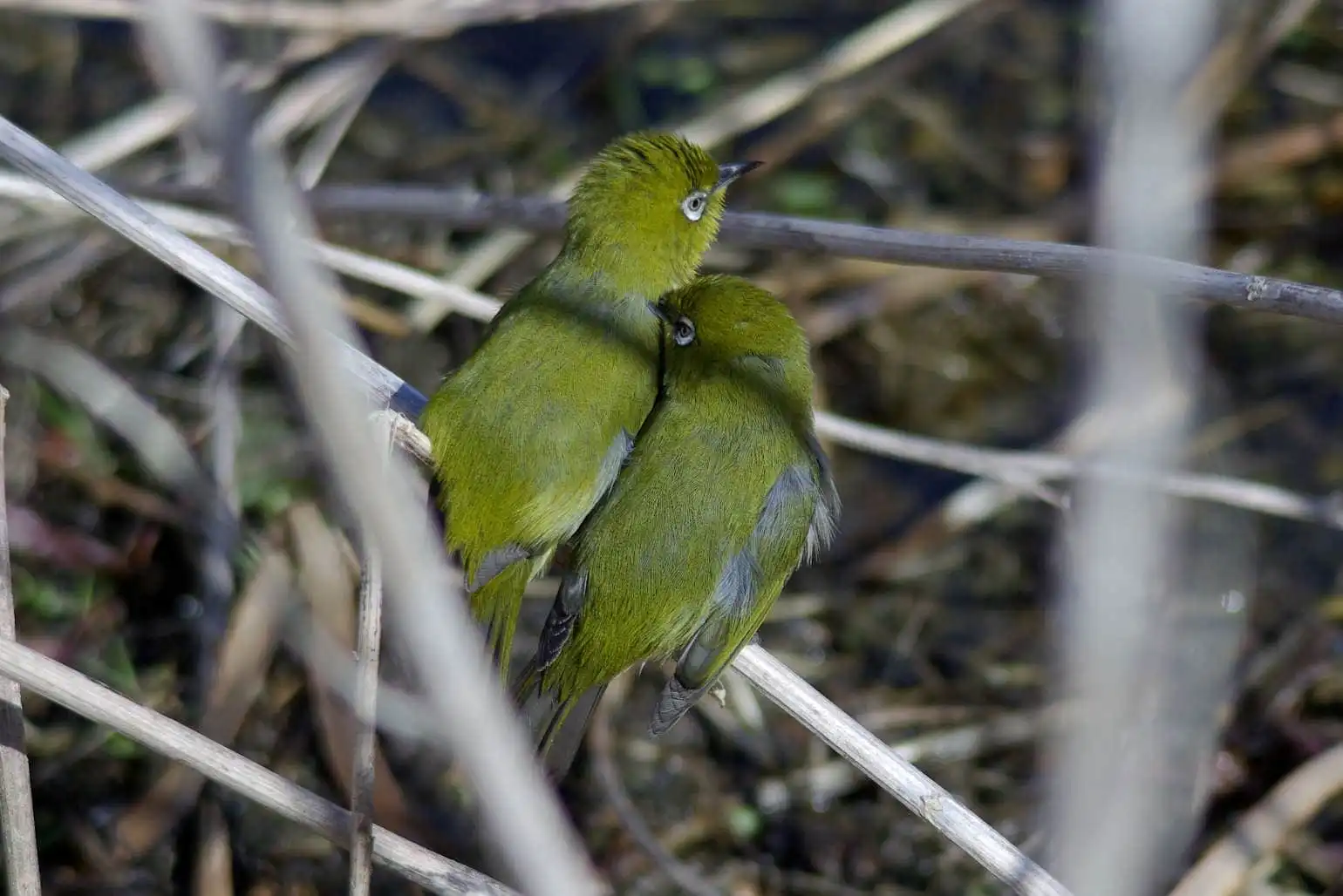 野鳥画像・目白押し、メジロの可愛い写真