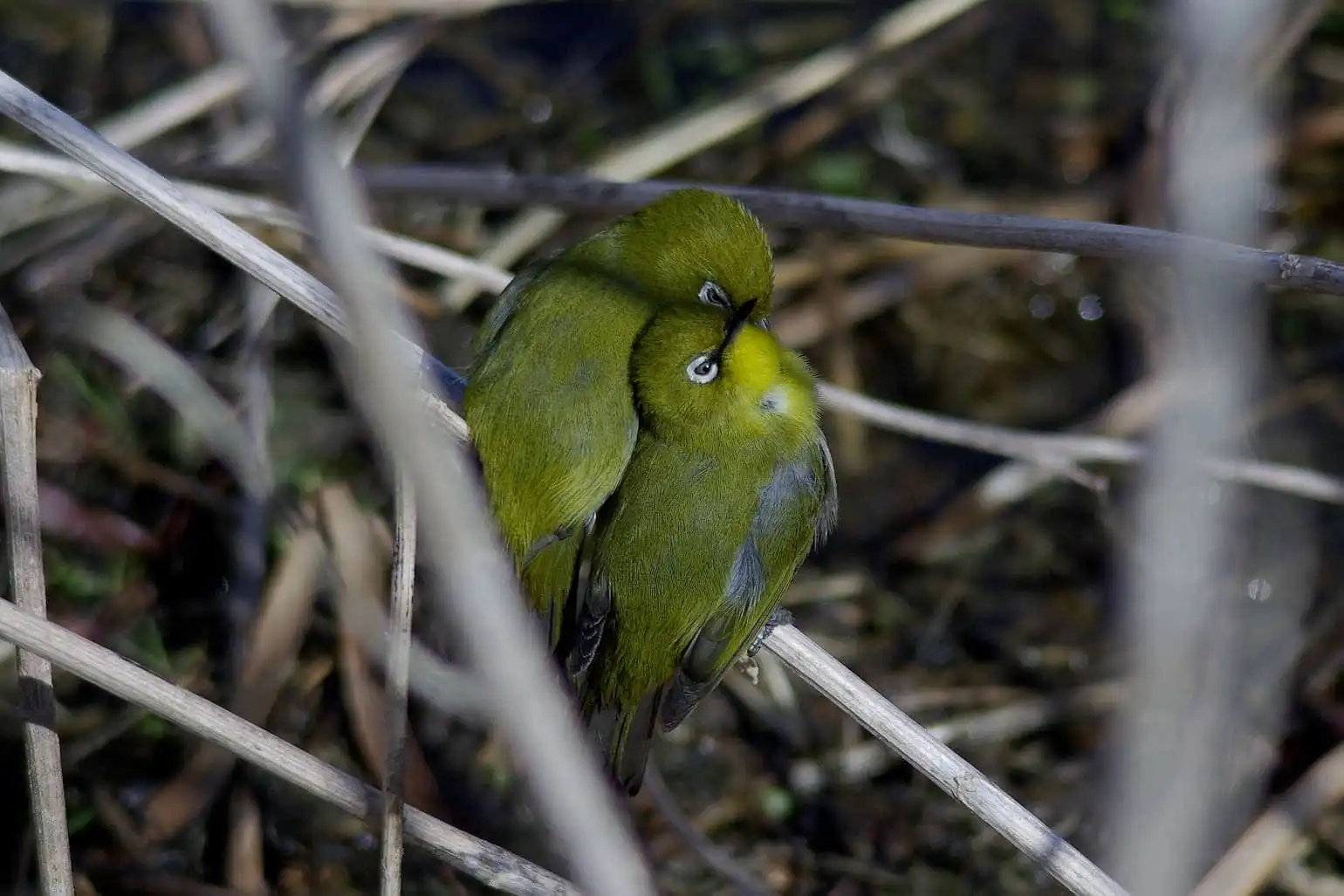 野鳥画像・目白押し、メジロの可愛い写真