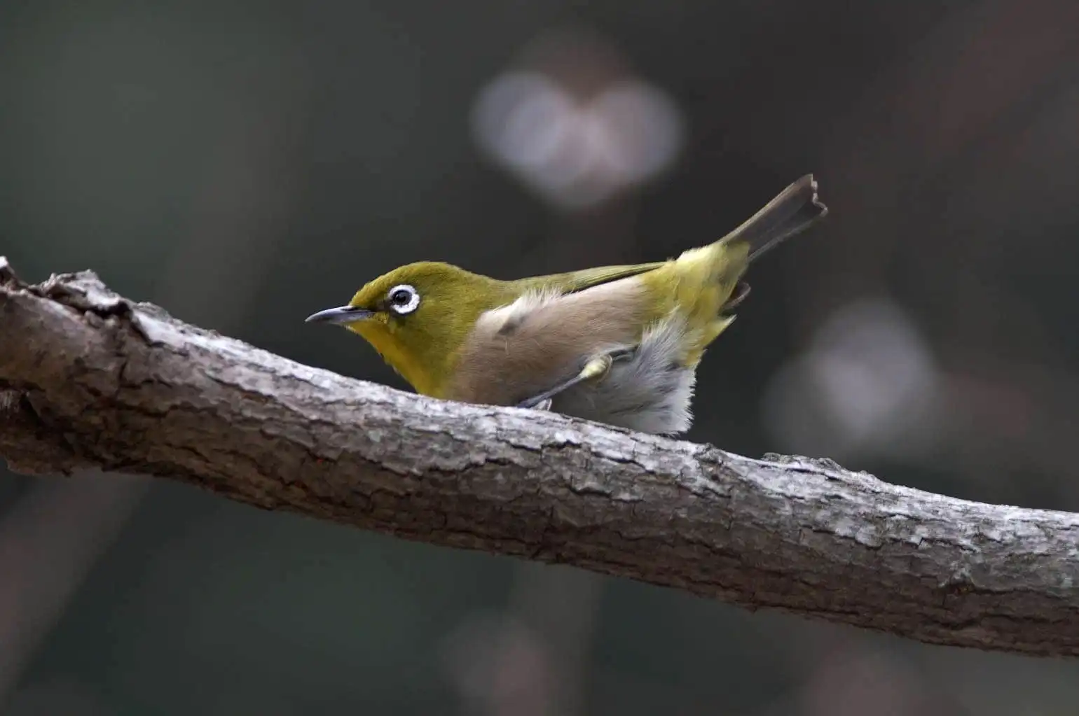 野鳥画像・幻想的な背景のメジロの写真
