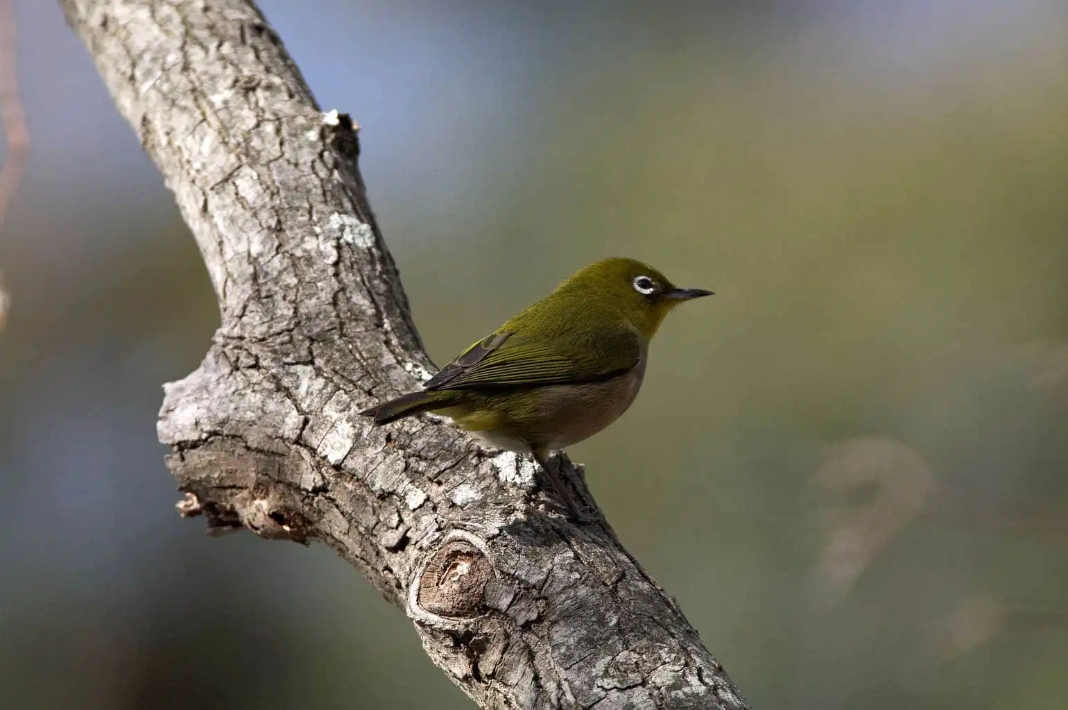 野鳥画像・幻想的な背景のメジロの写真