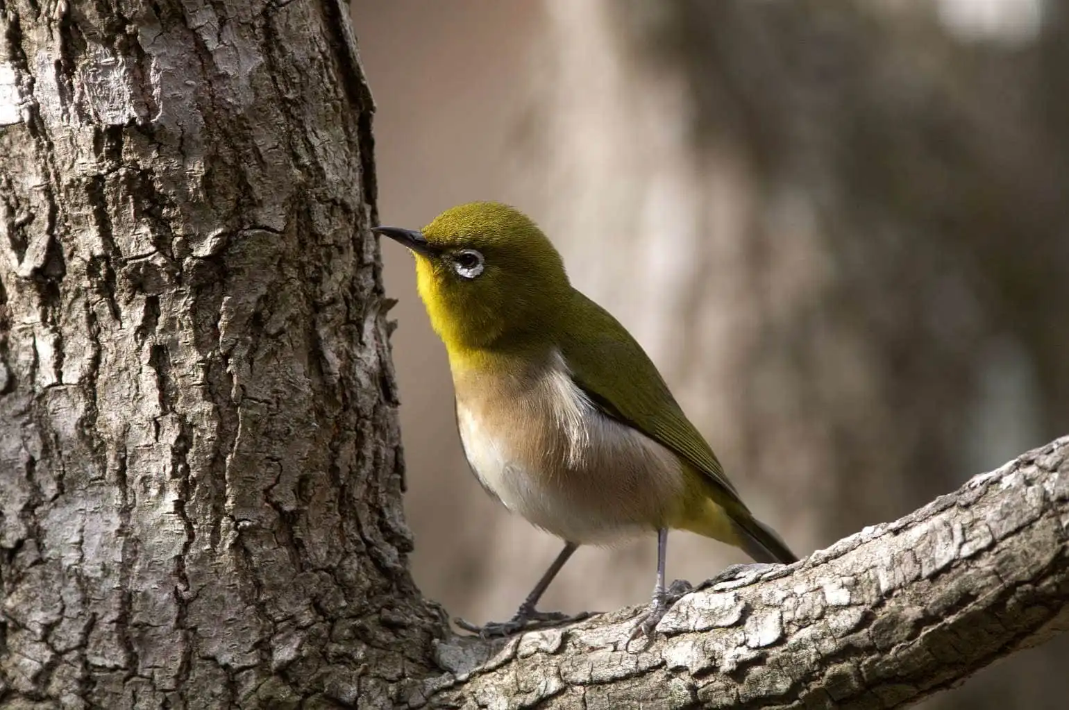 野鳥画像・幻想的な背景のメジロの写真