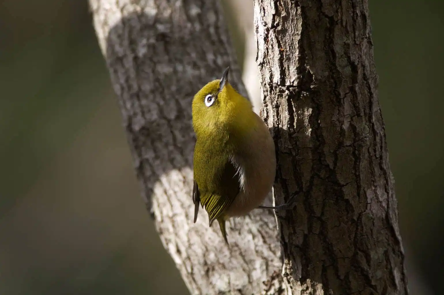野鳥画像・メジロの写真