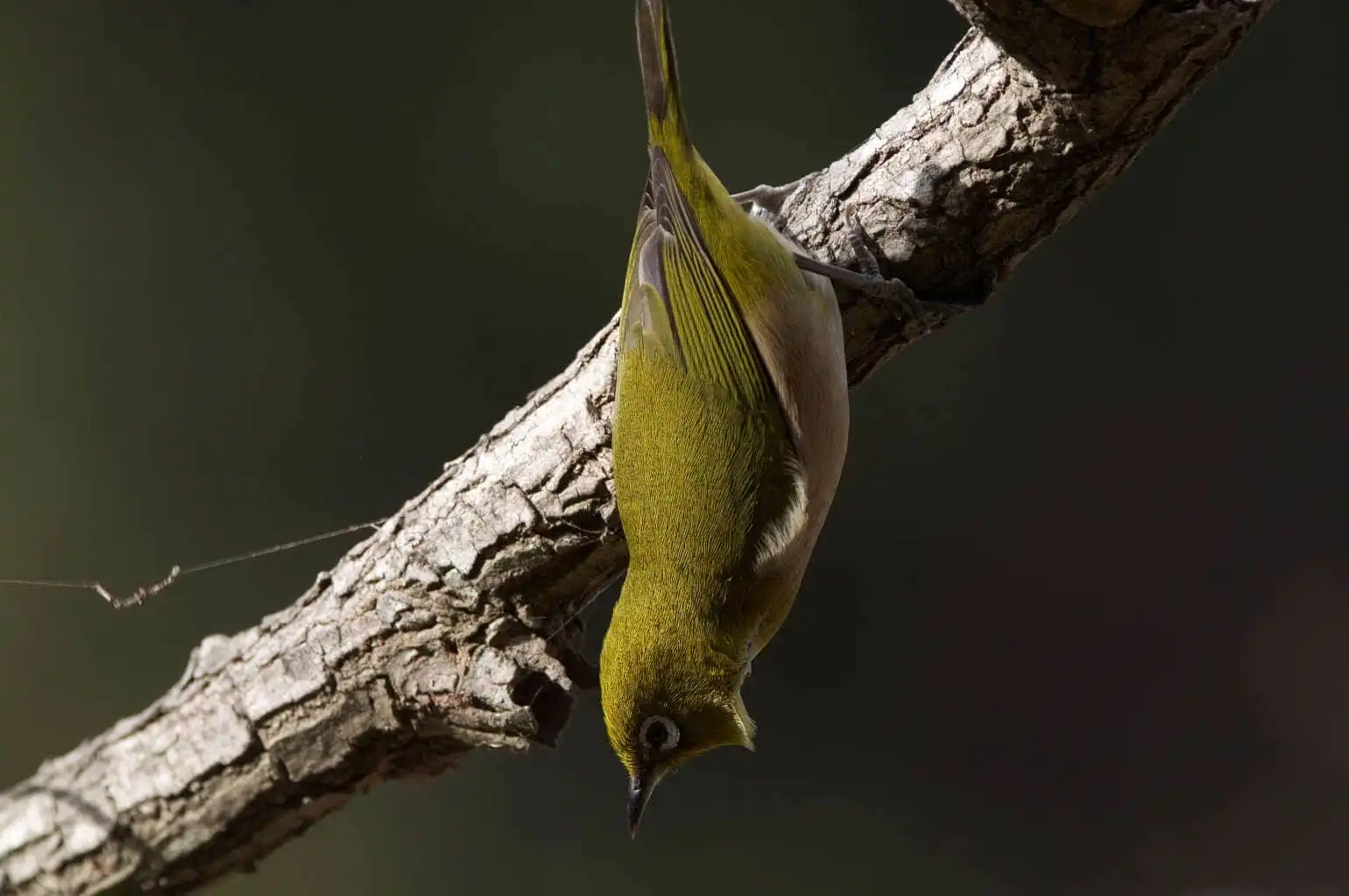 野鳥画像・メジロの写真